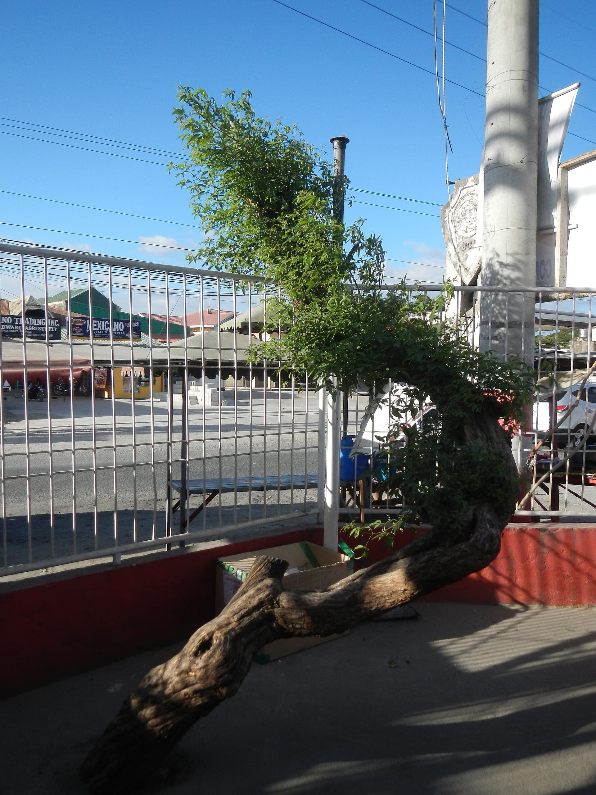 Five-leaved Chaste Tree (Vitex negundo) plant