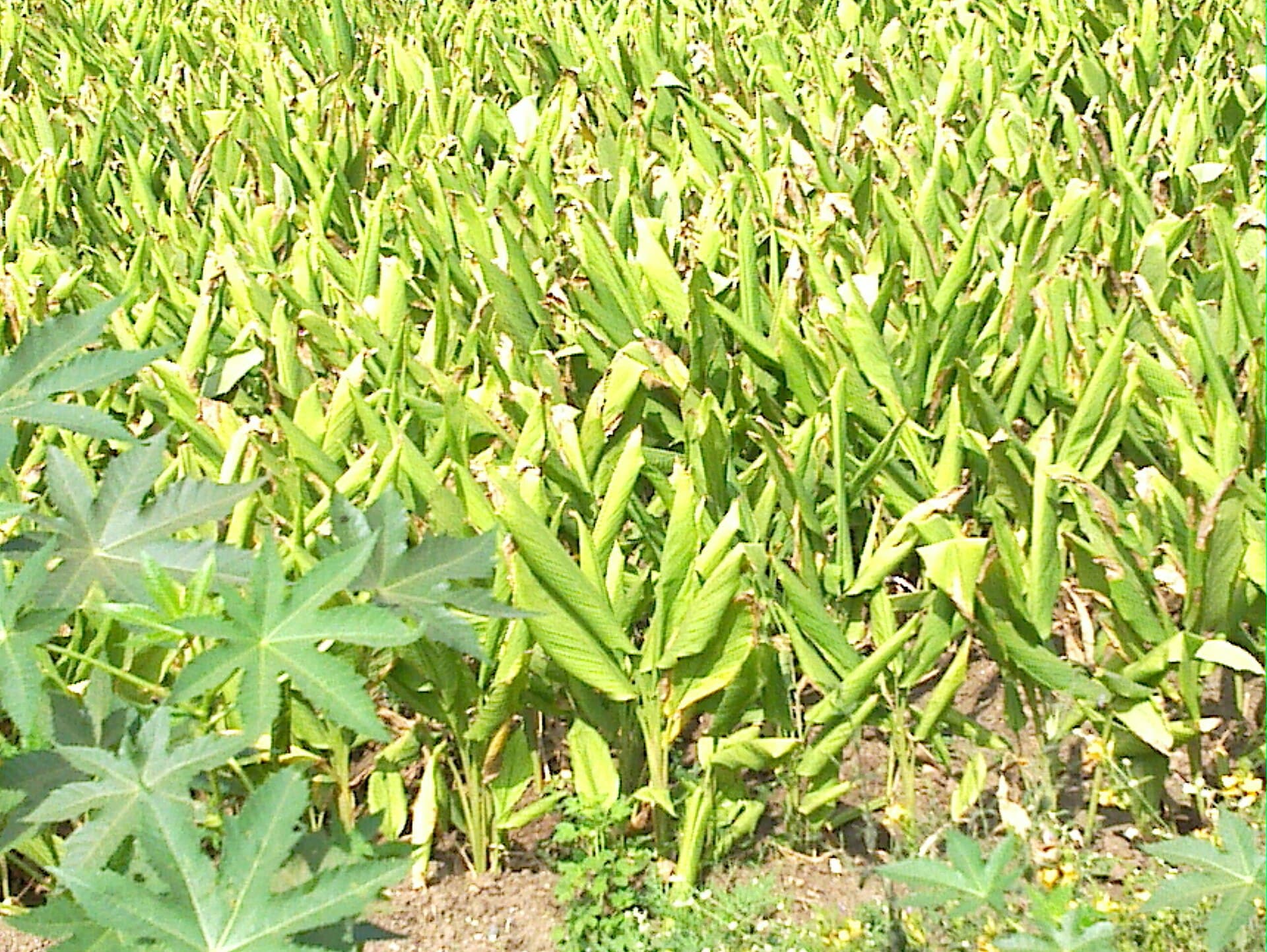 Freeze-dried Turmeric Powder (Curcuma longa) plant