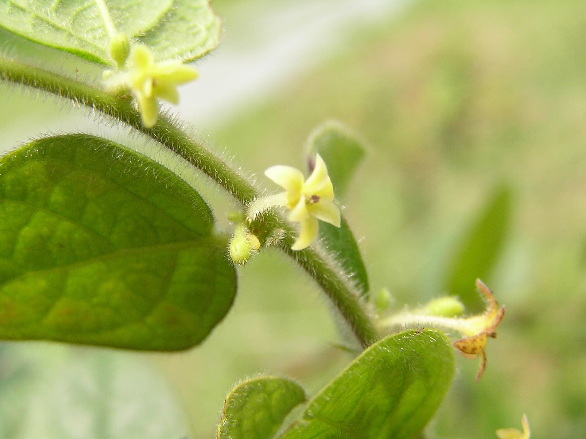 Glochidion (Glochidion eriocarpum) plant