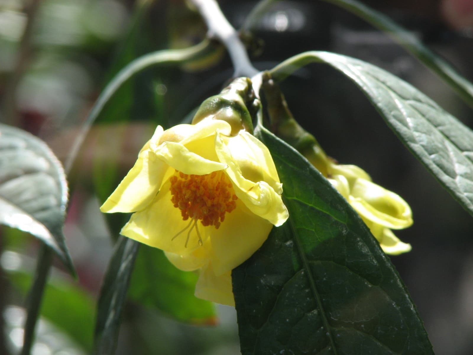 Golden Camellia (Camellia chrysantha) plant