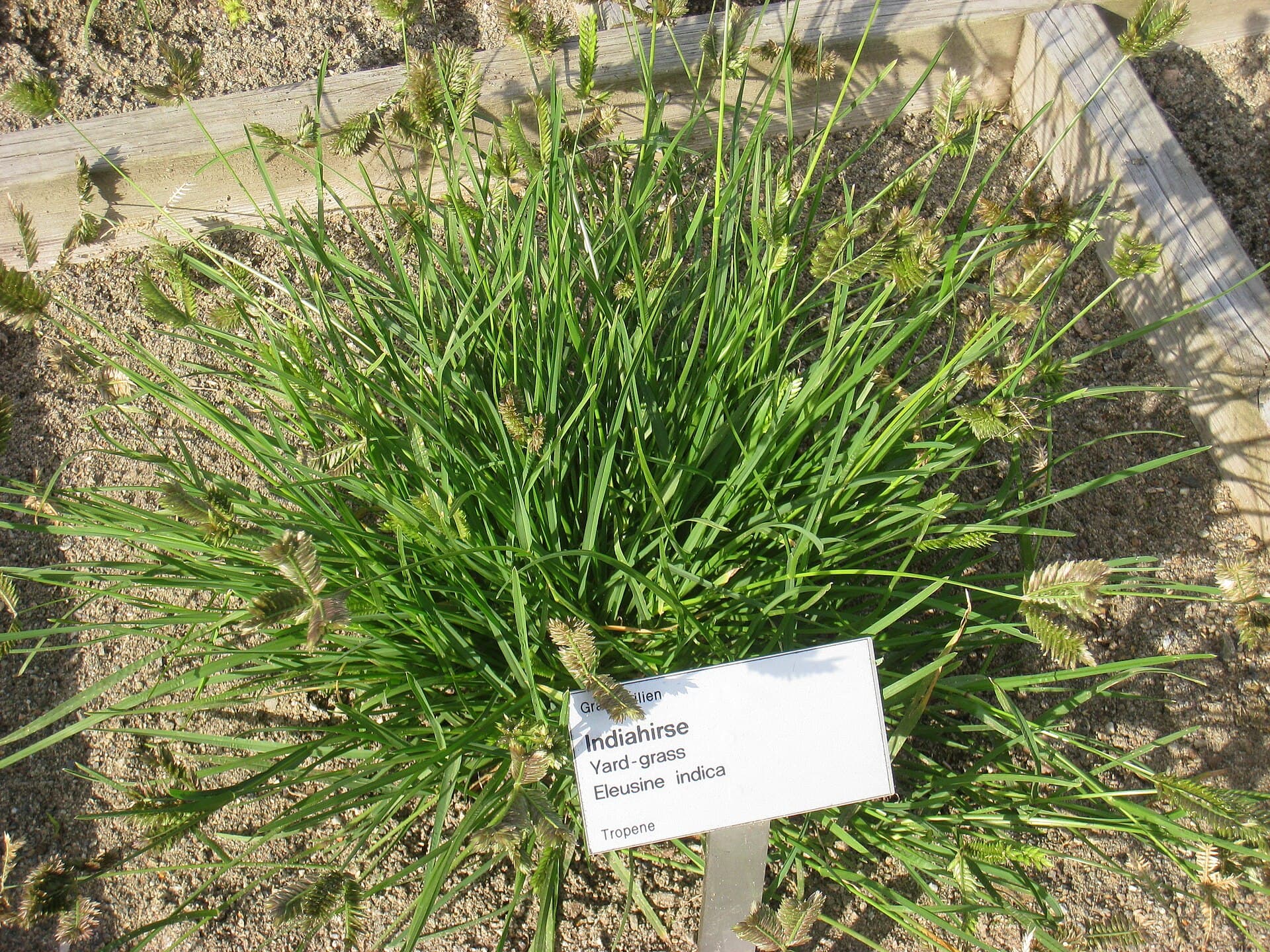 Goosegrass (Eleusine indica) plant