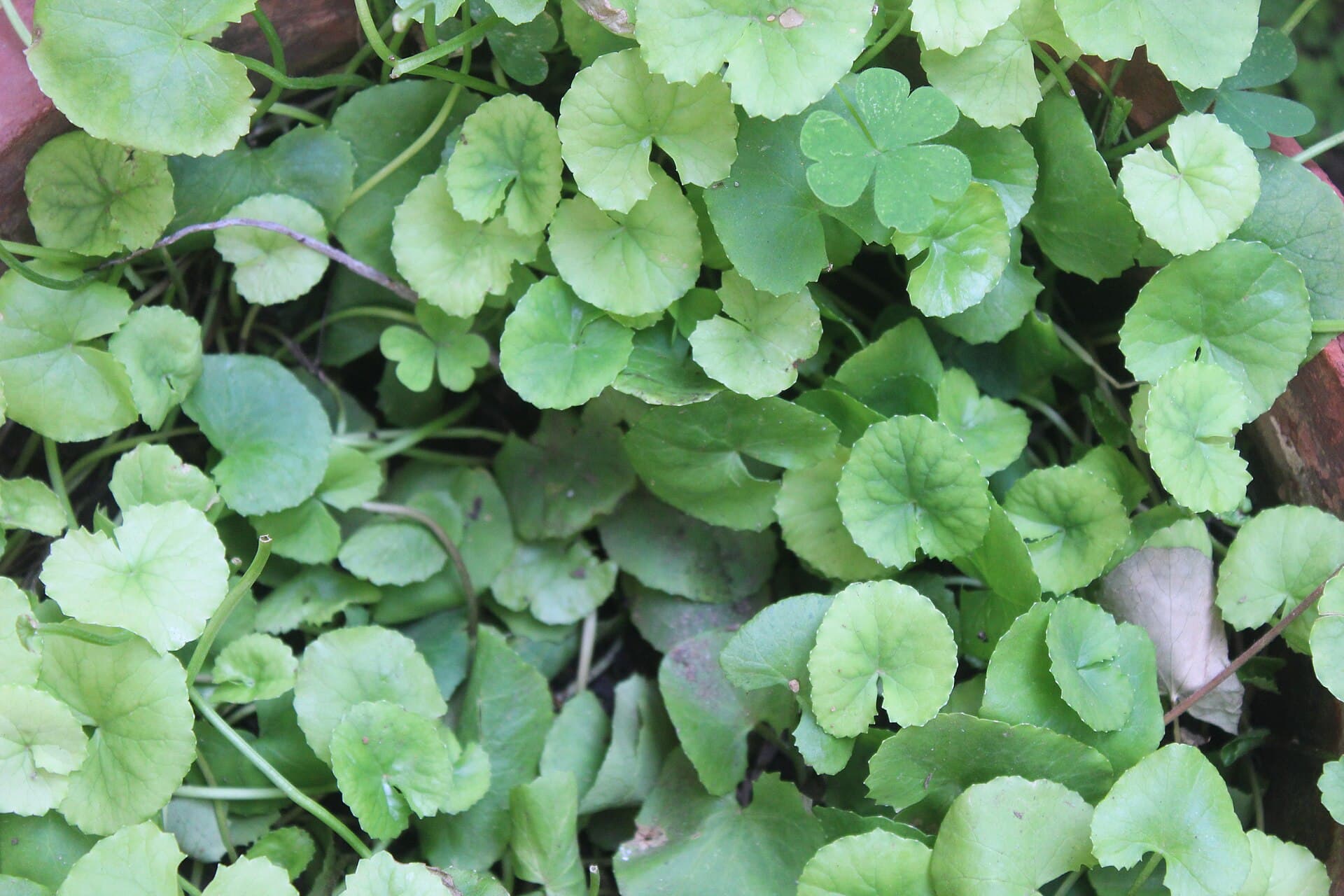 Gotu Kola (Centella asiatica) plant