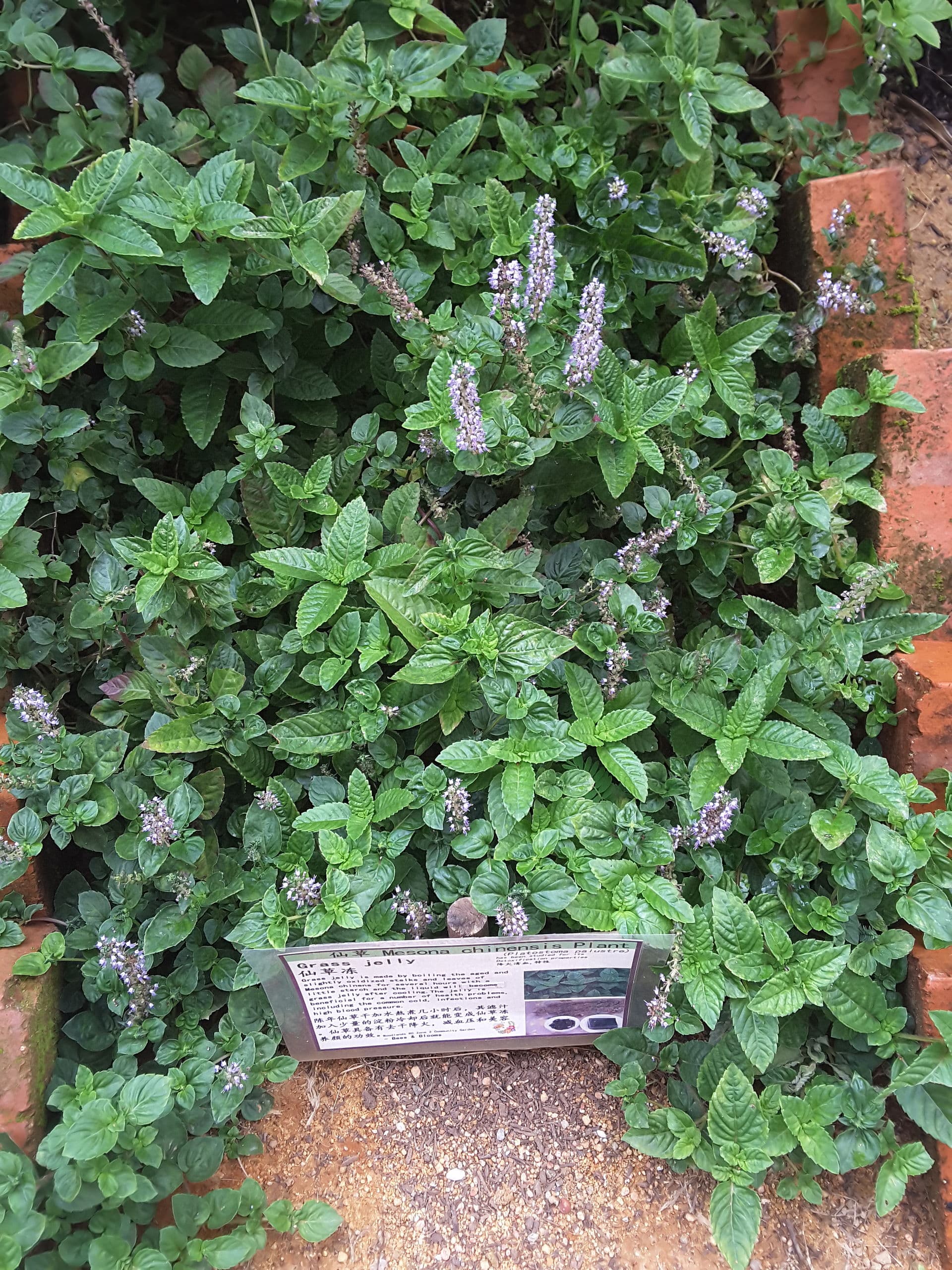 Grass Jelly Powder (Platostoma palustre) plant
