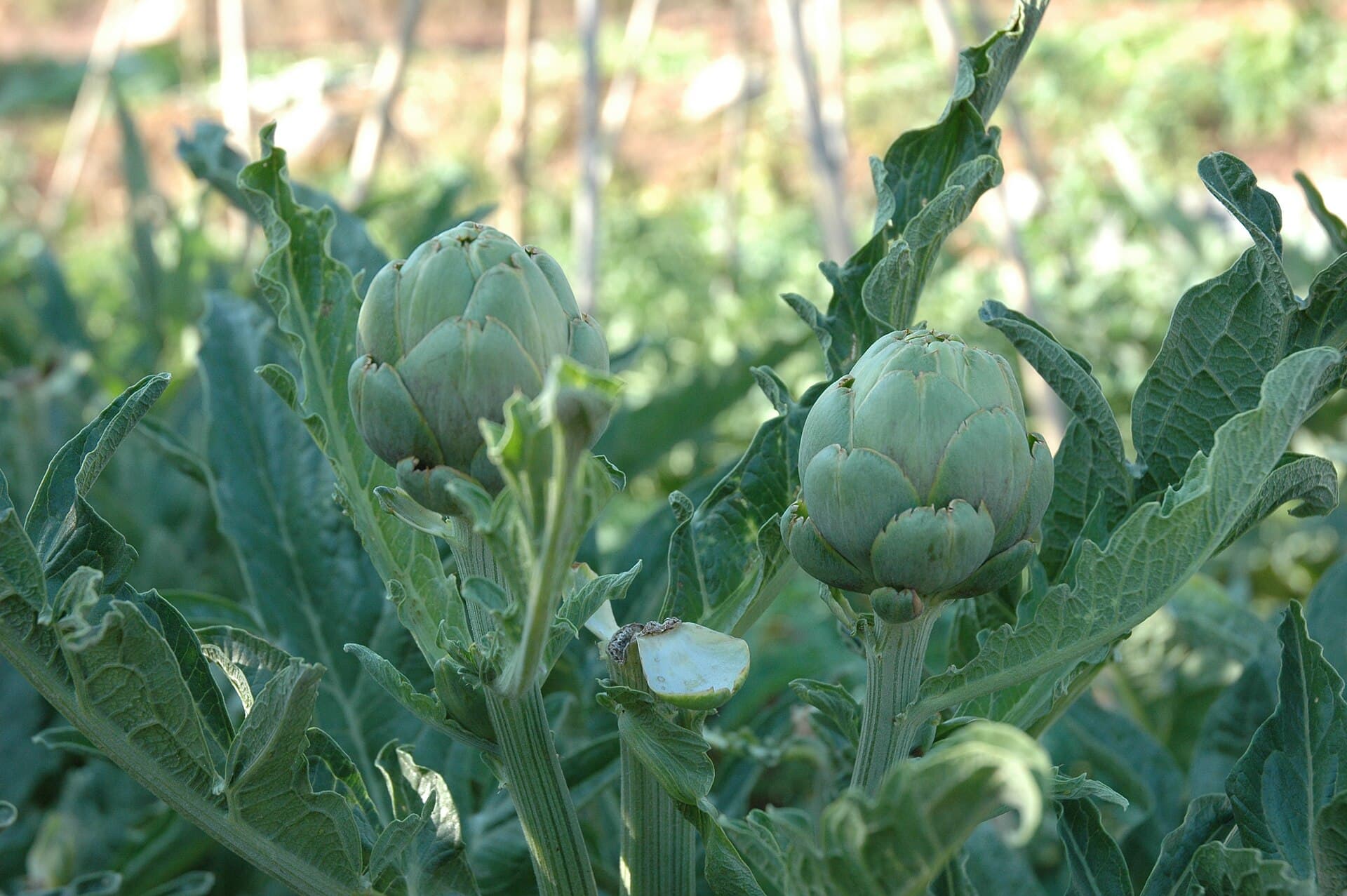 Green Artichoke Powder (Cynara scolymus) plant