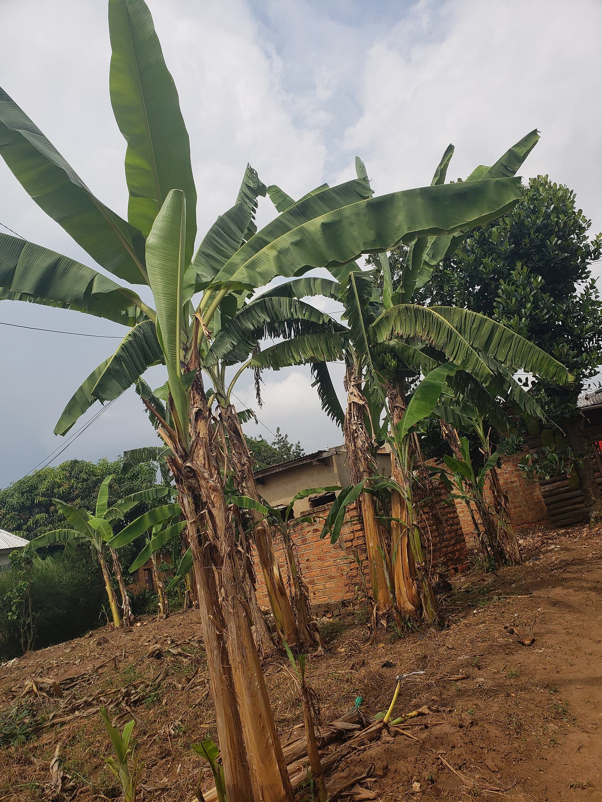 Green Banana Powder (Musa) plant