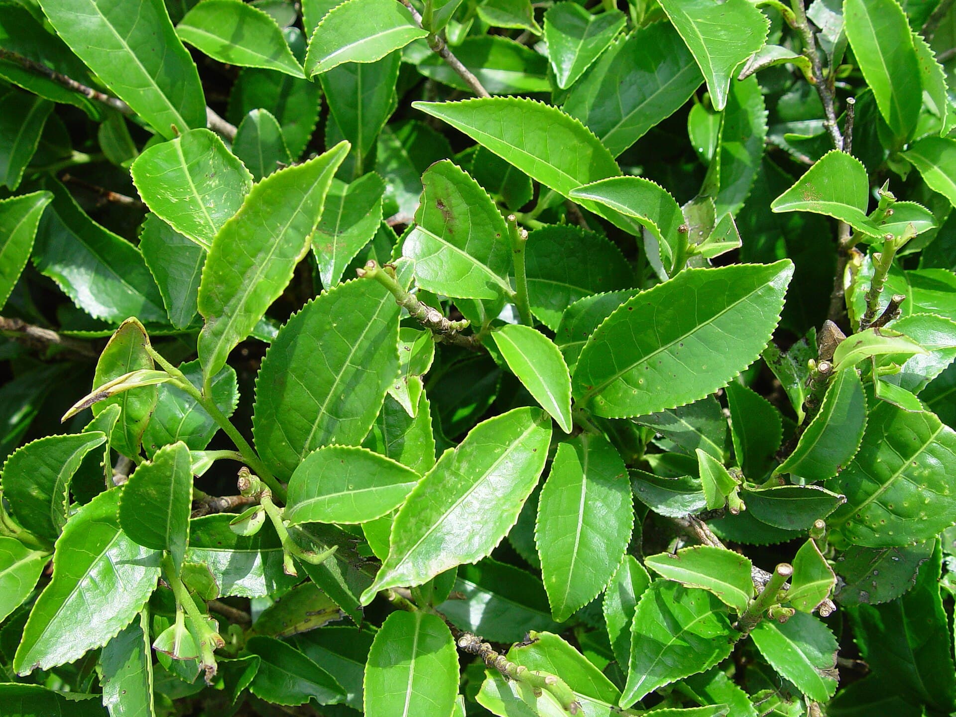 Green Tea (Camellia sinensis) plant
