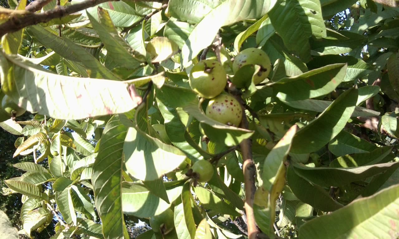 Guava Powder (Psidium guajava) plant