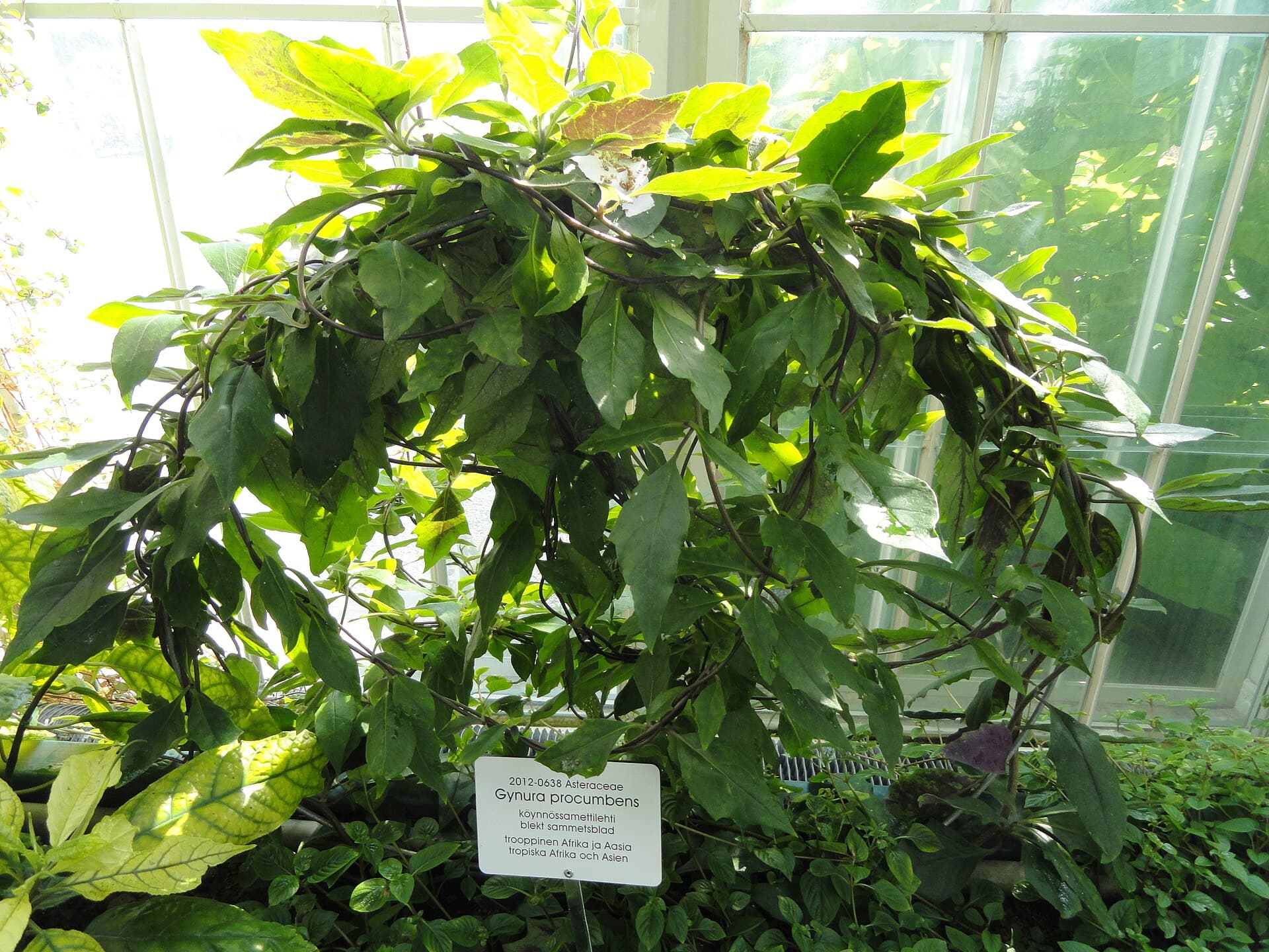 Gynura Powder (Gynura procumbens) plant