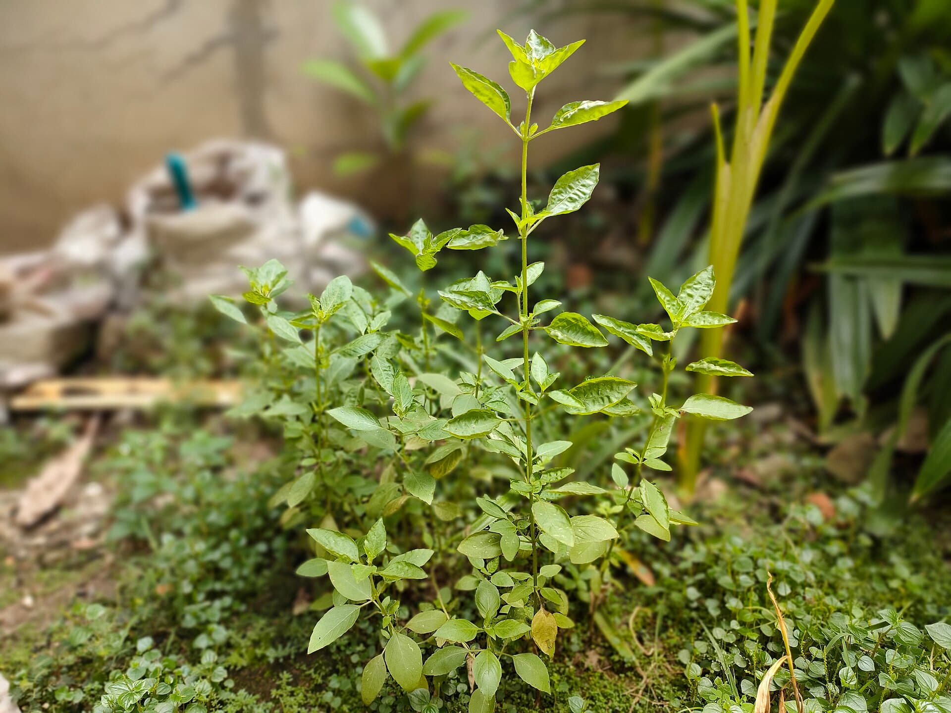 Hoary Basil (Ocimum africanum) plant