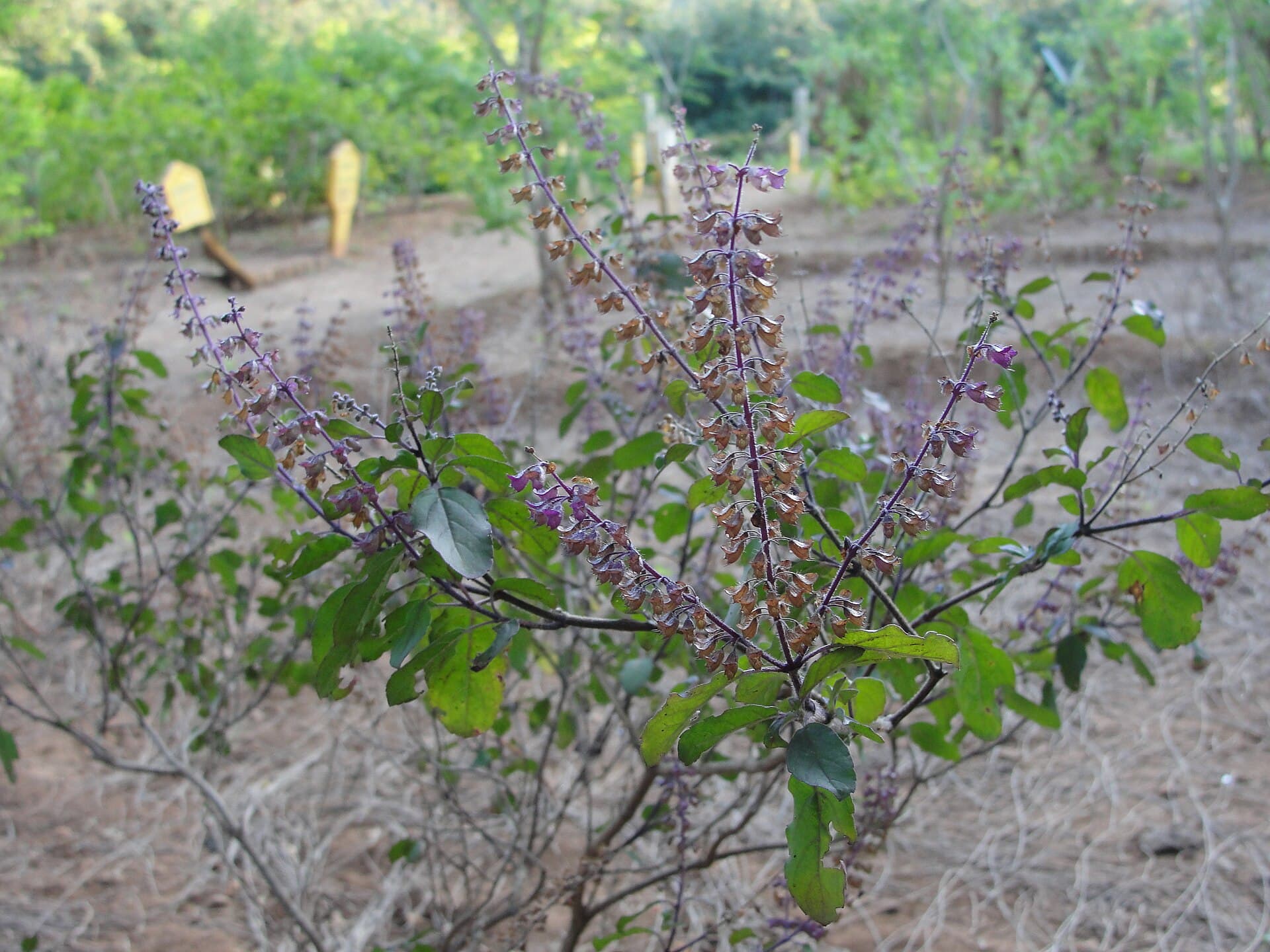 Holy Basil (Ocimum tenuiflorum) plant