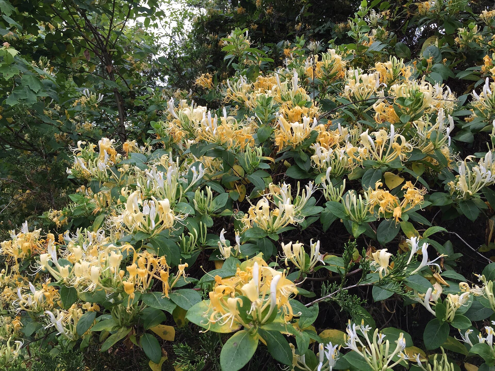 Honeysuckle Flower (Lonicera japonica) plant