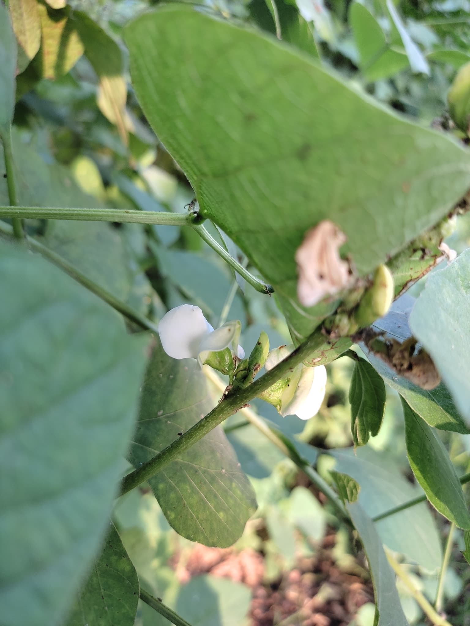 Hyacinth Bean (Lablab purpureus) plant
