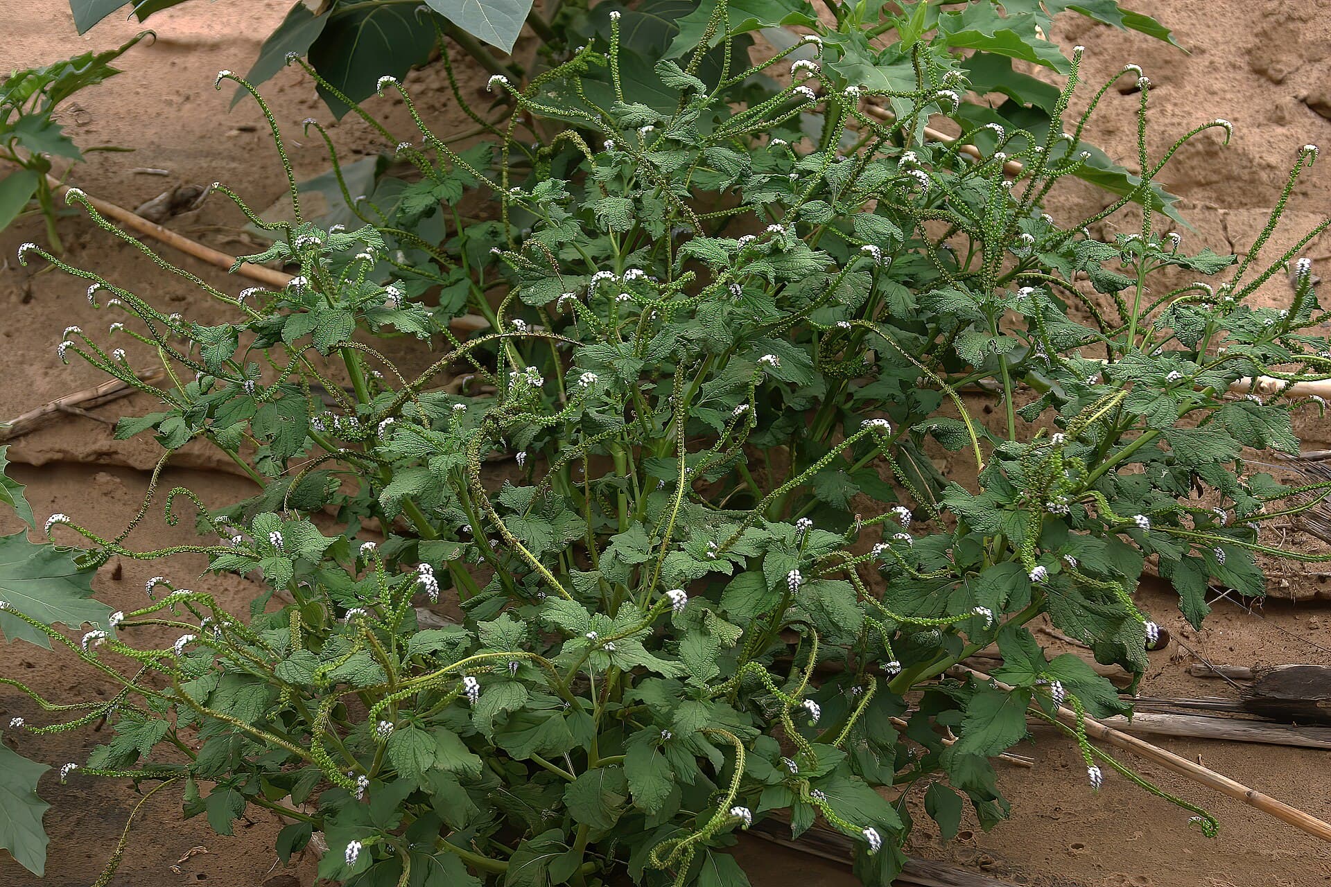Indian Heliotrope (Heliotropium indicum) plant