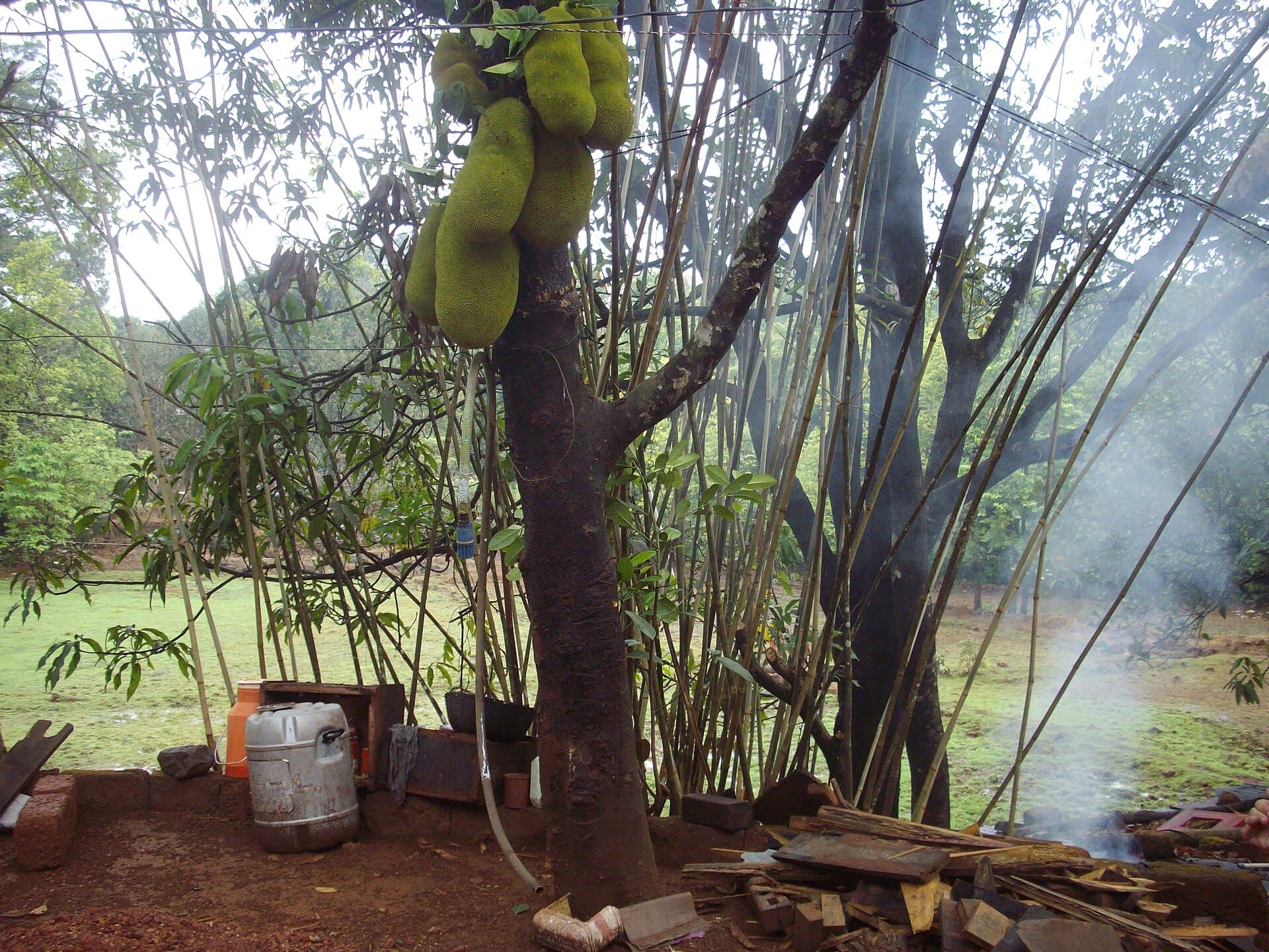 Jackfruit Powder (Artocarpus heterophyllus) plant