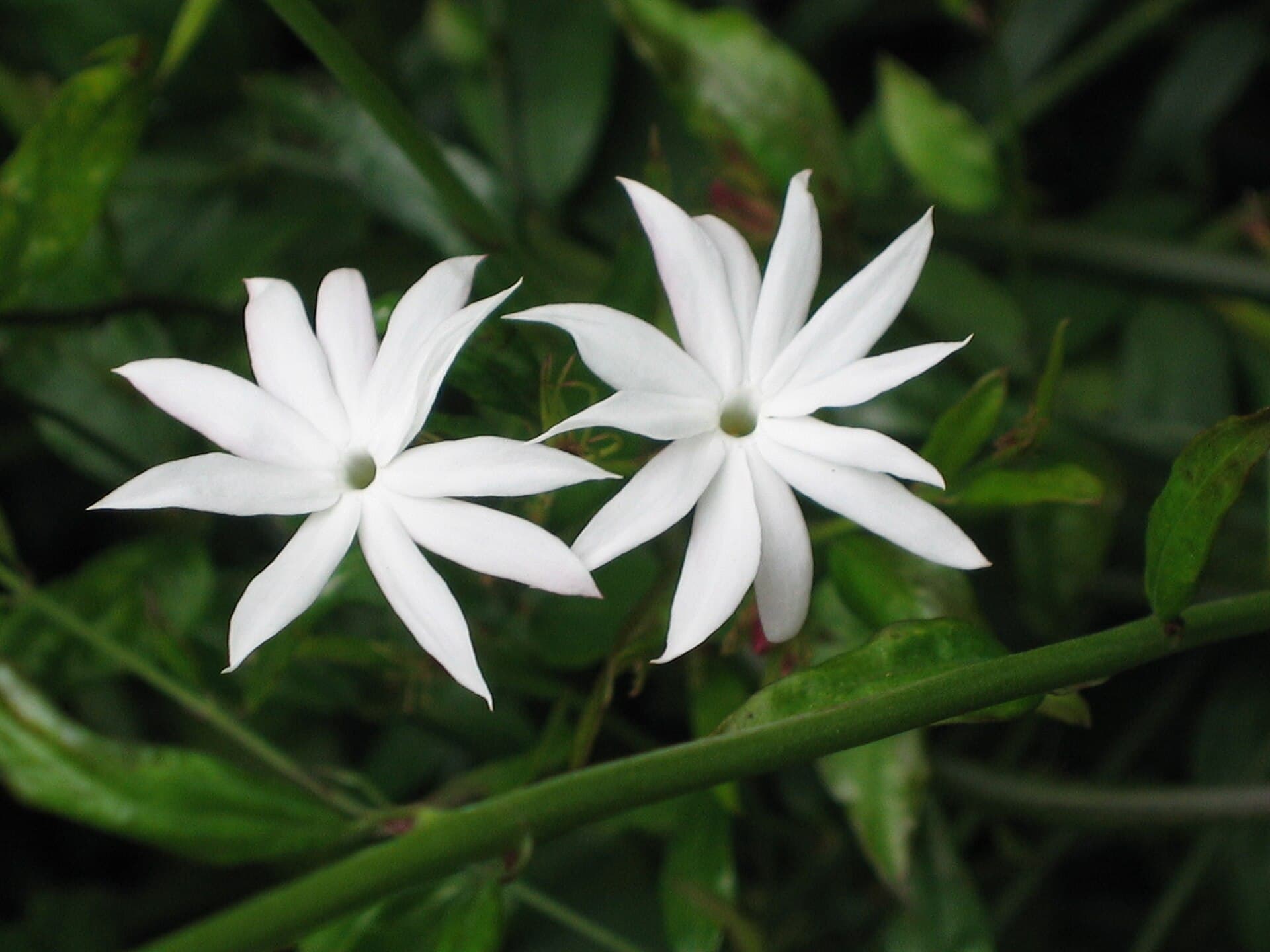 Jasminum Powder (Jasminum subtriplinerve) plant