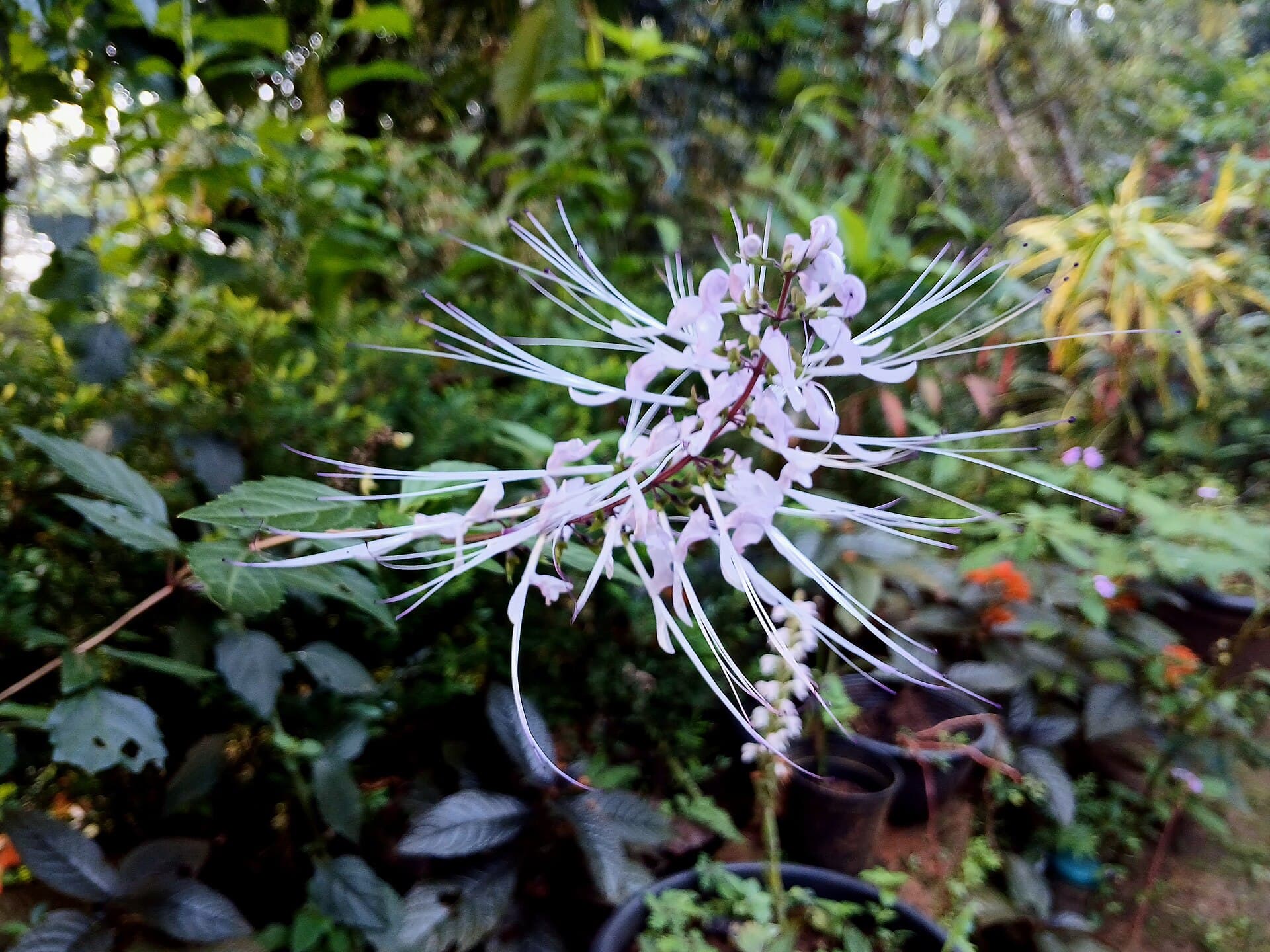 Java Tea / Cat's Whiskers (Orthosiphon aristatus) plant