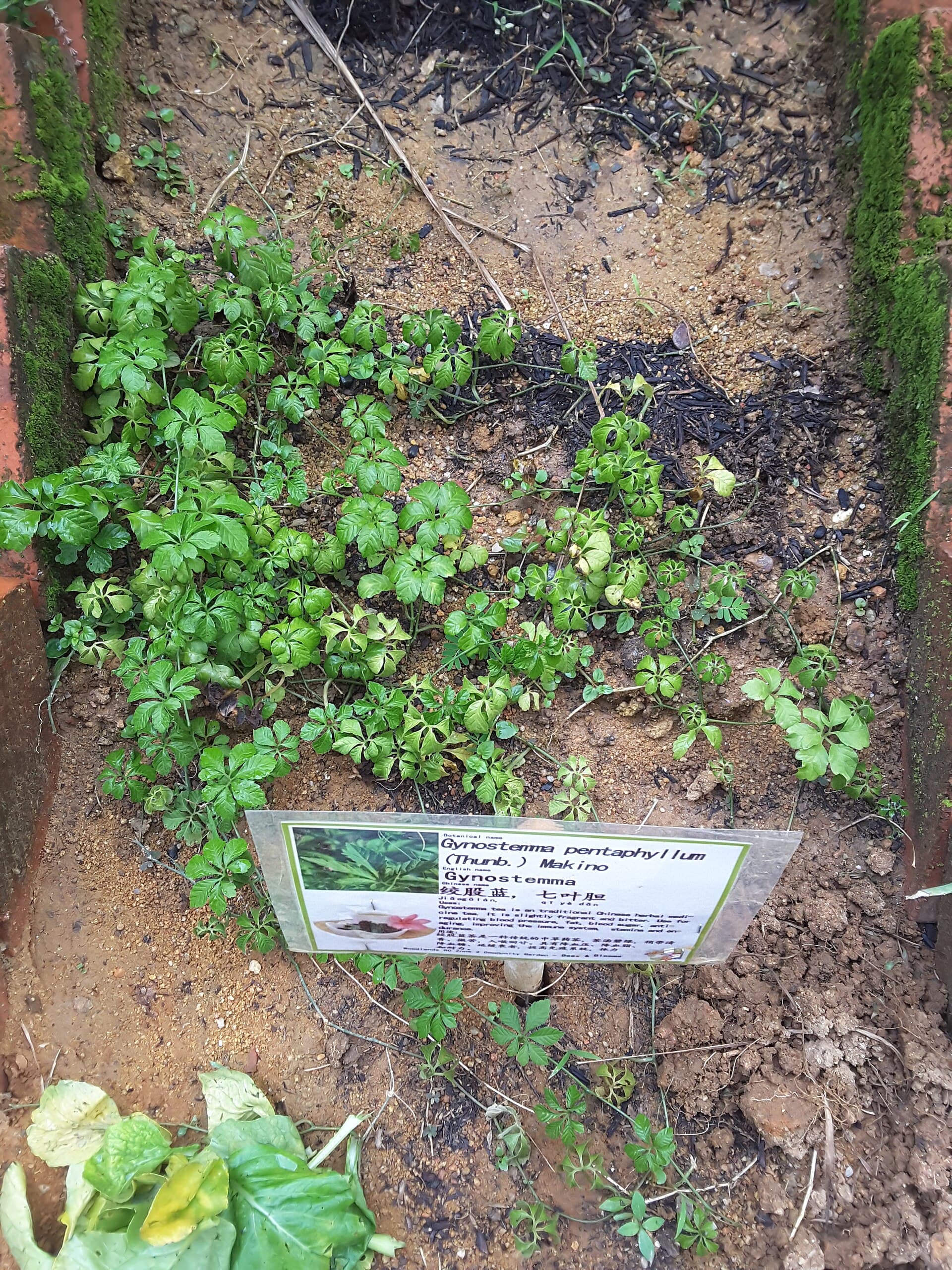 Jiaogulan (Gynostemma pentaphyllum) plant