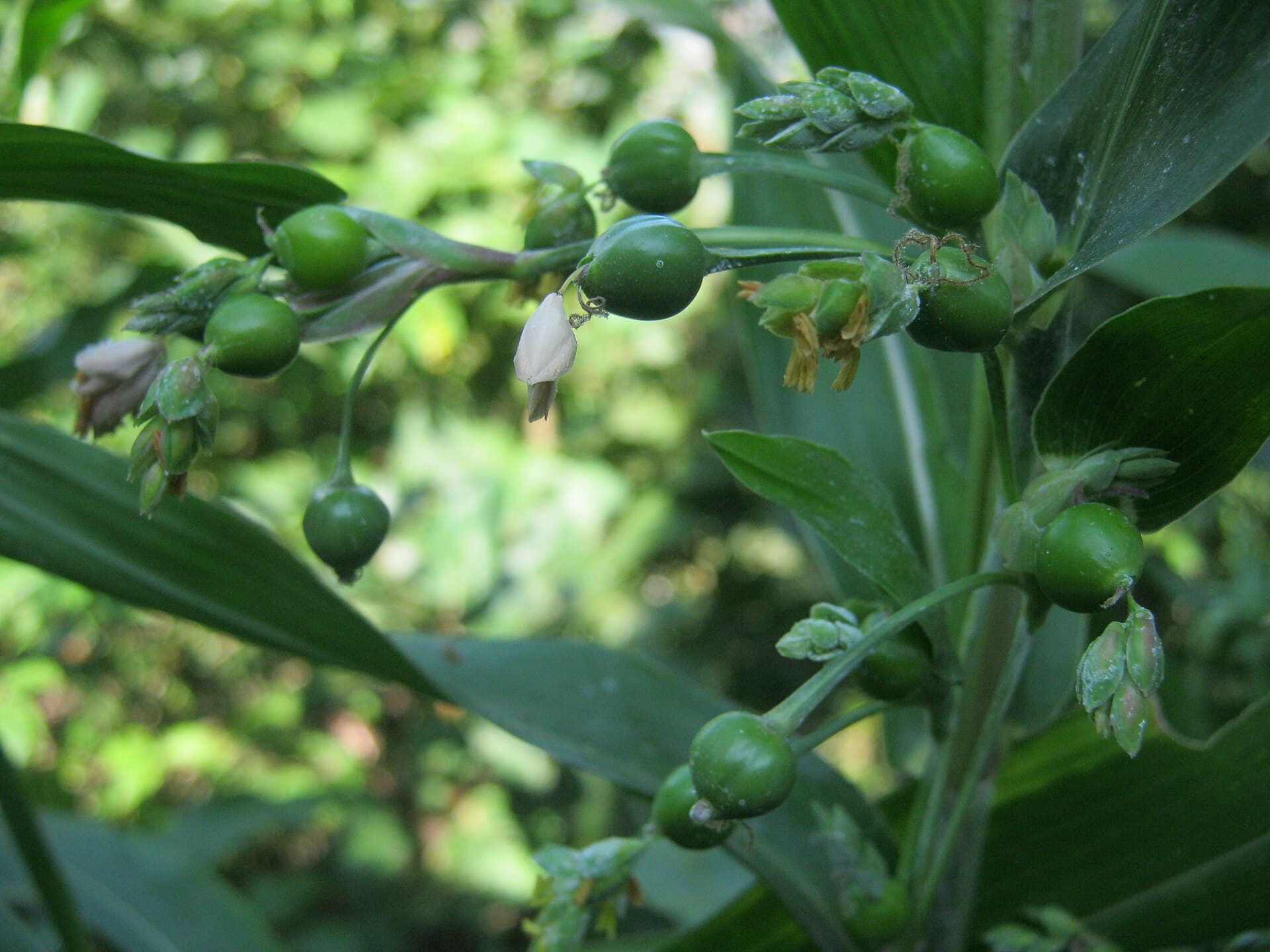 Job's Tears (Coix lacryma-jobi) plant