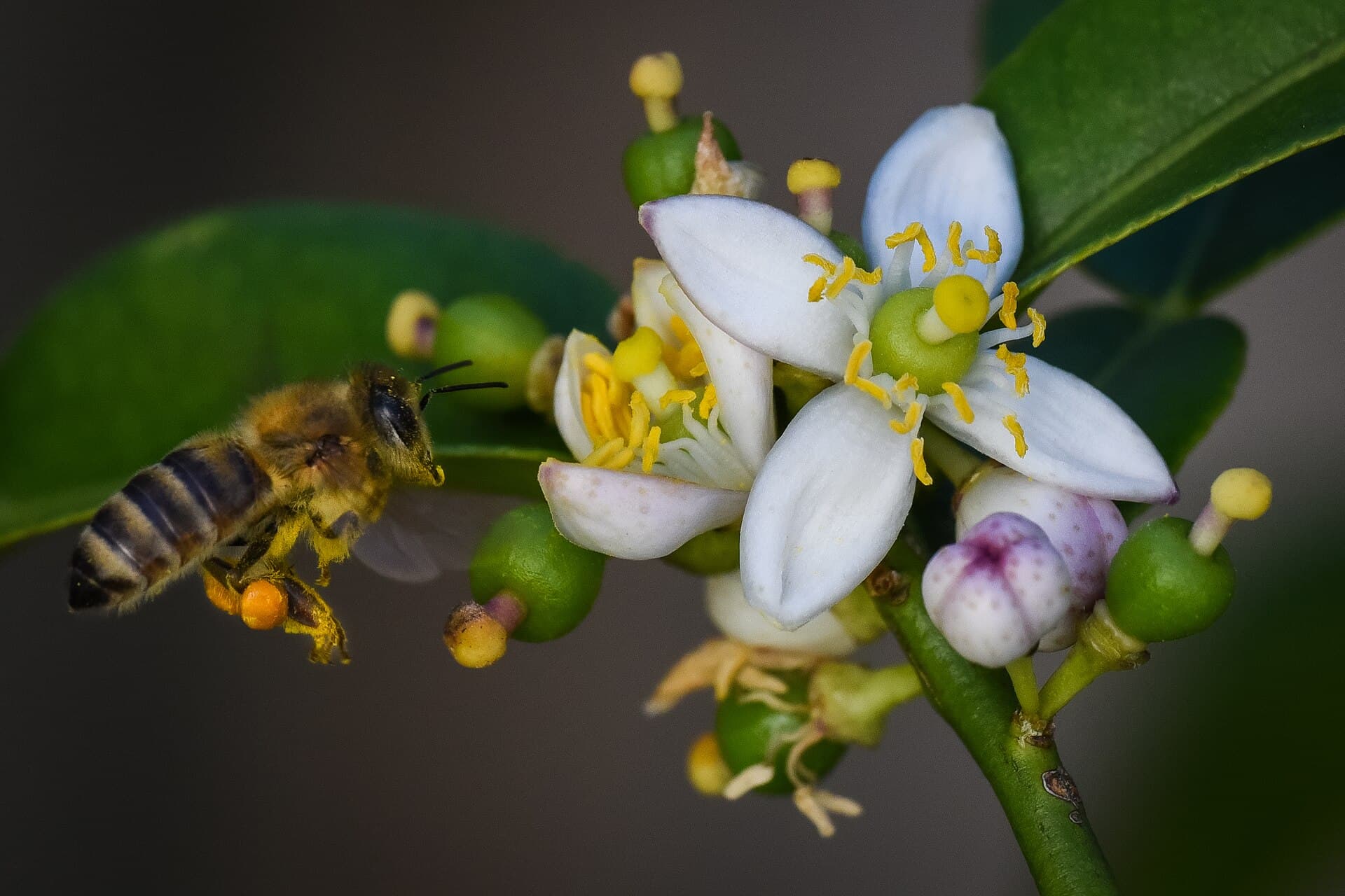 Kaffir Lime Leaves (Citrus hystrix) plant