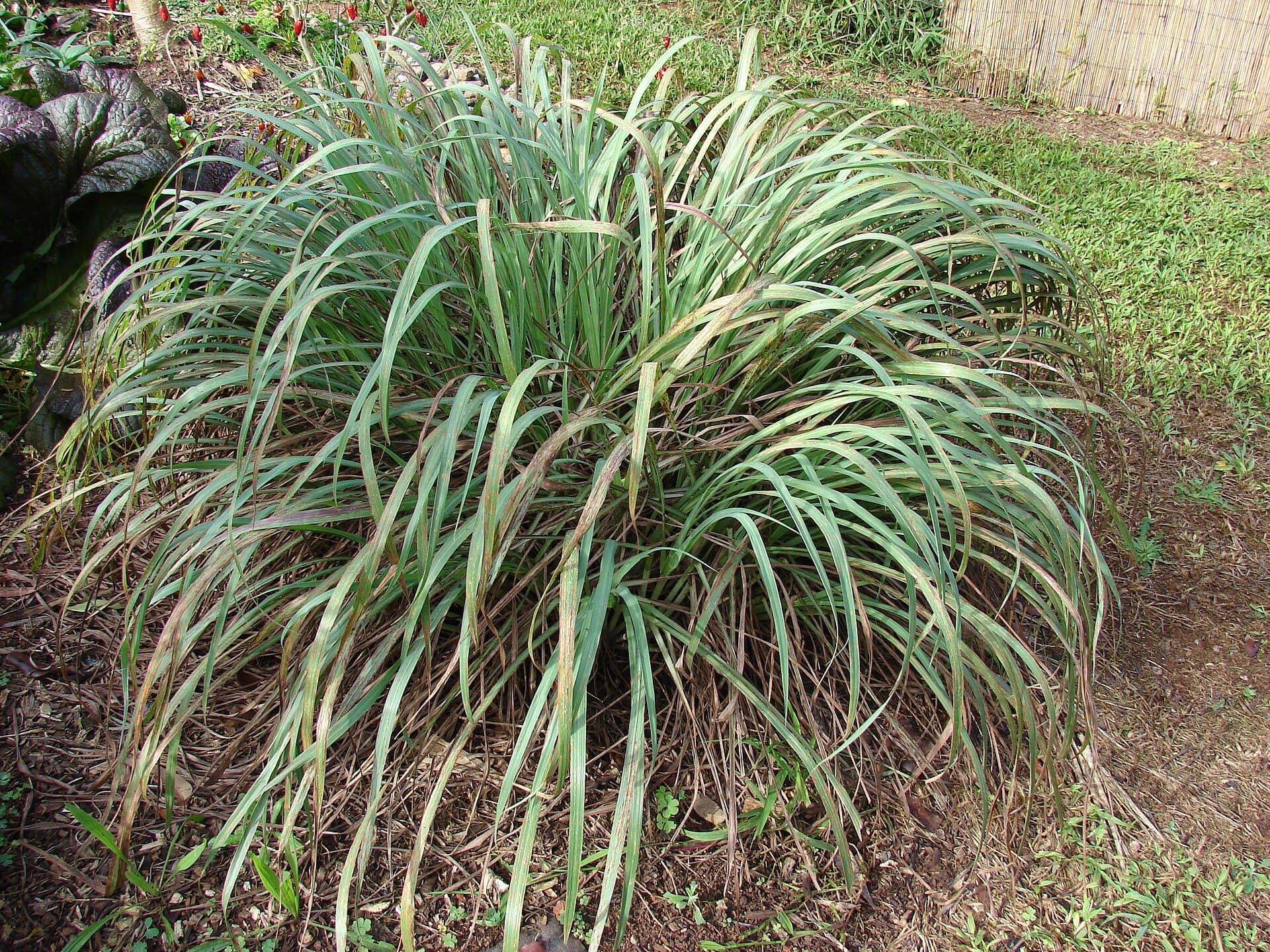 Lemongrass (Cymbopogon citratus) plant