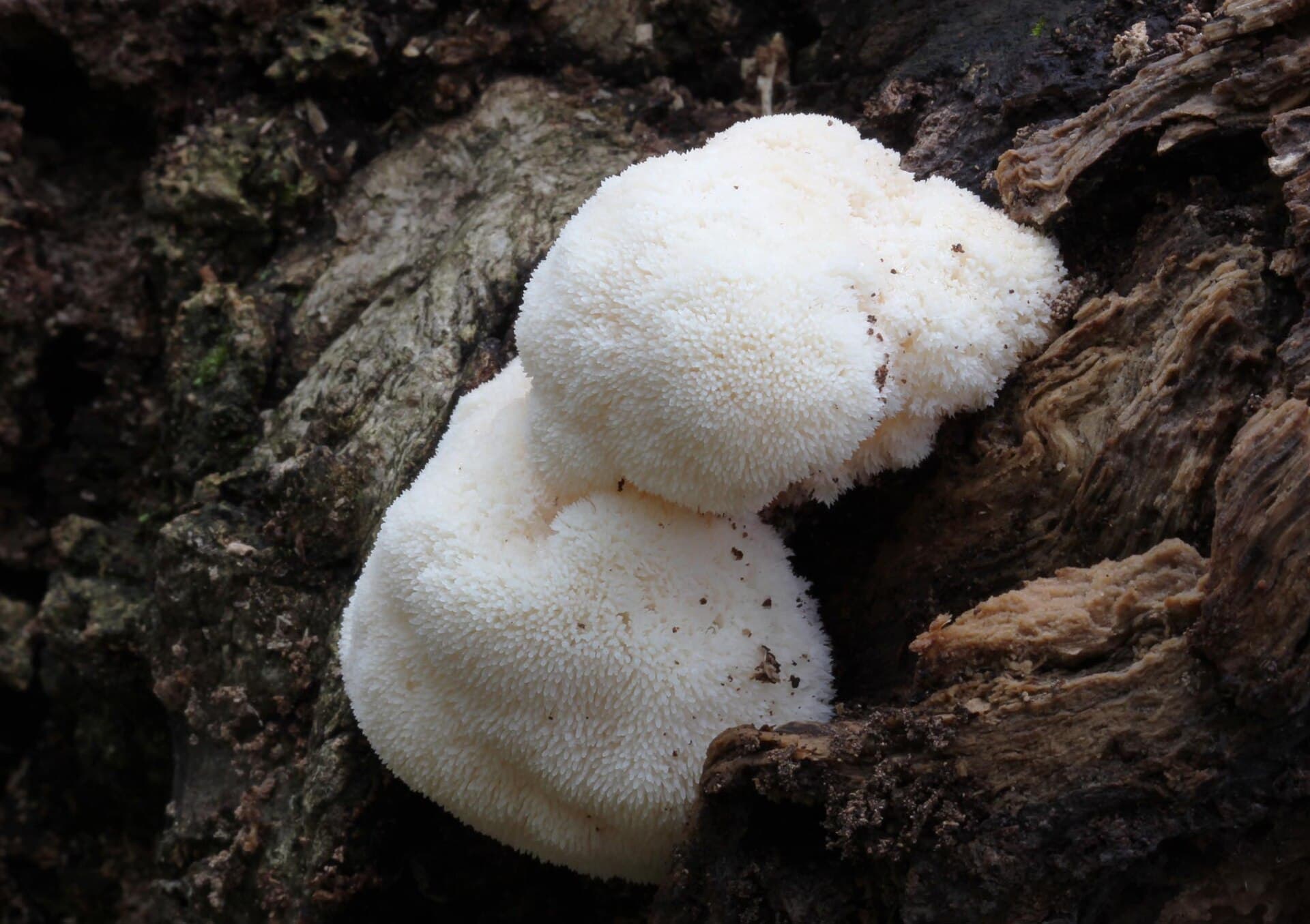 Lion's Mane (Hericium erinaceus) plant