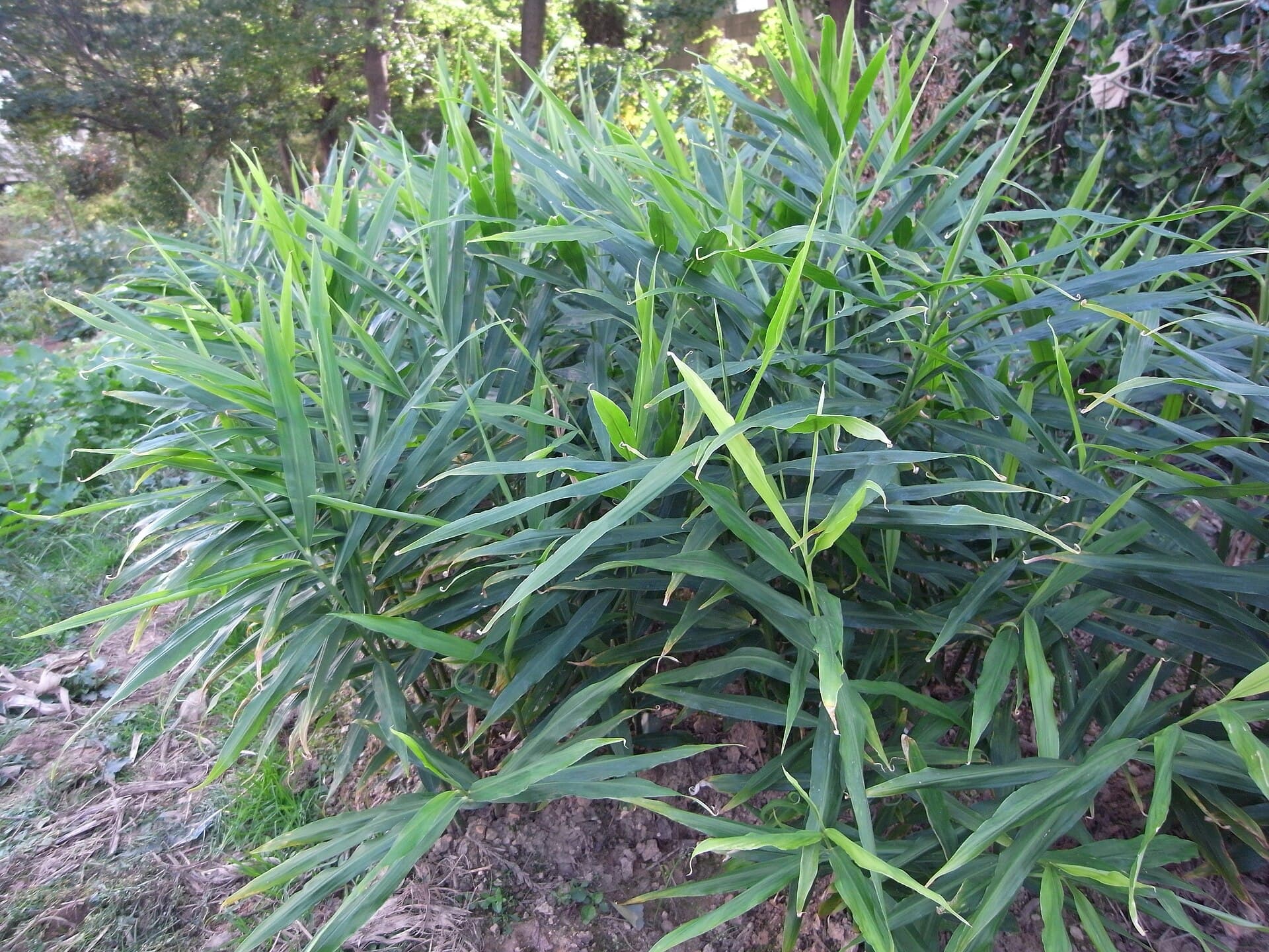 Local Ginger (Zingiber officinale) plant