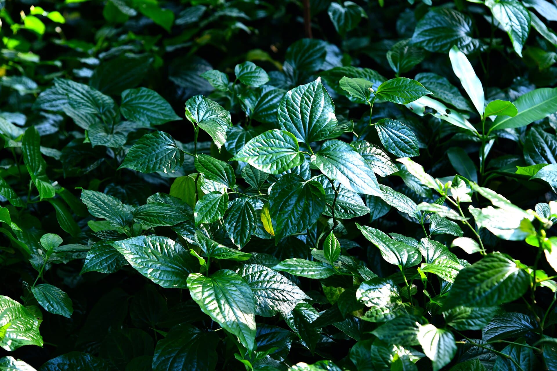 Lolot Leaf (Piper sarmentosum) plant