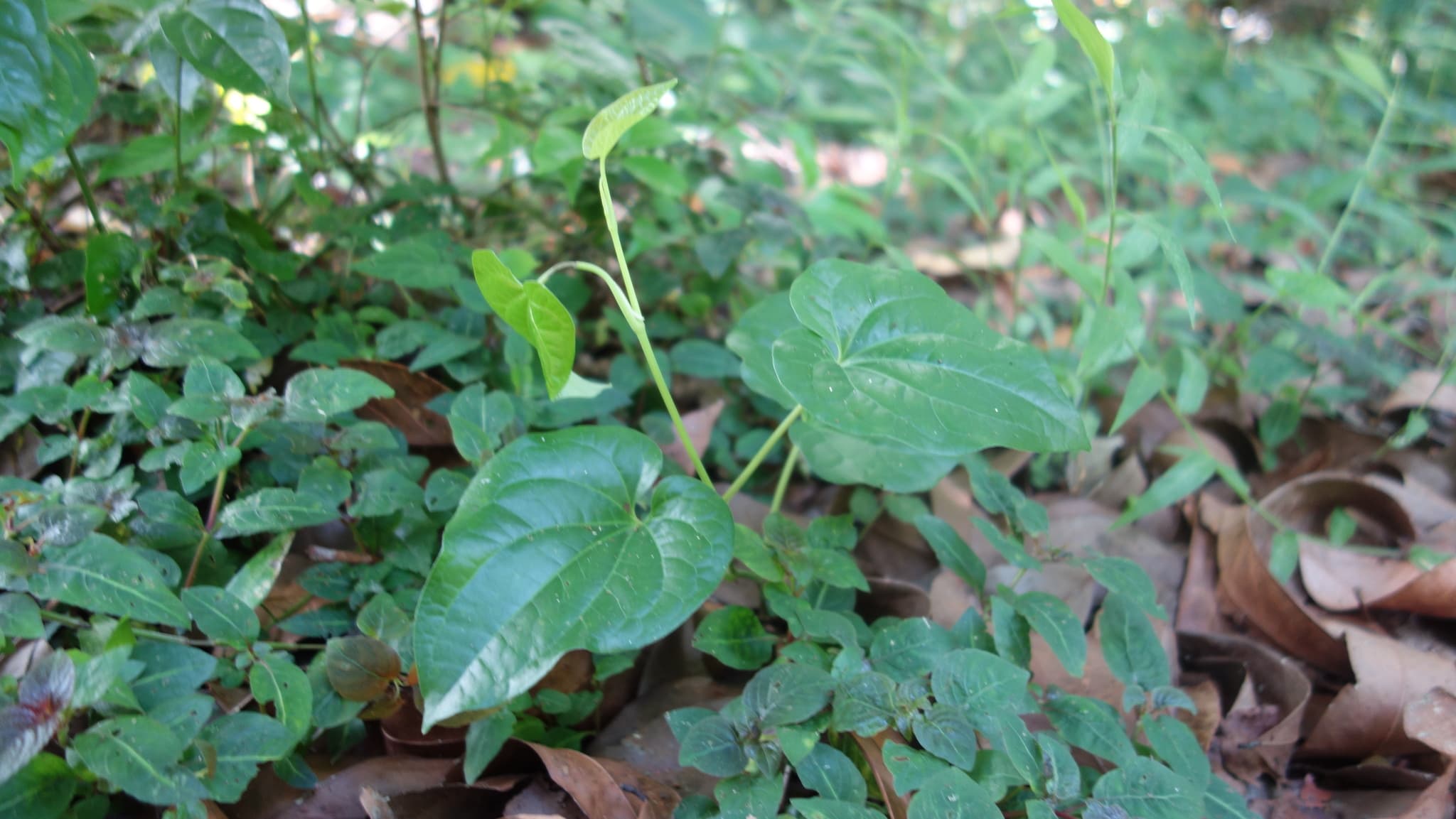 Long Pepper (Piper longum) plant