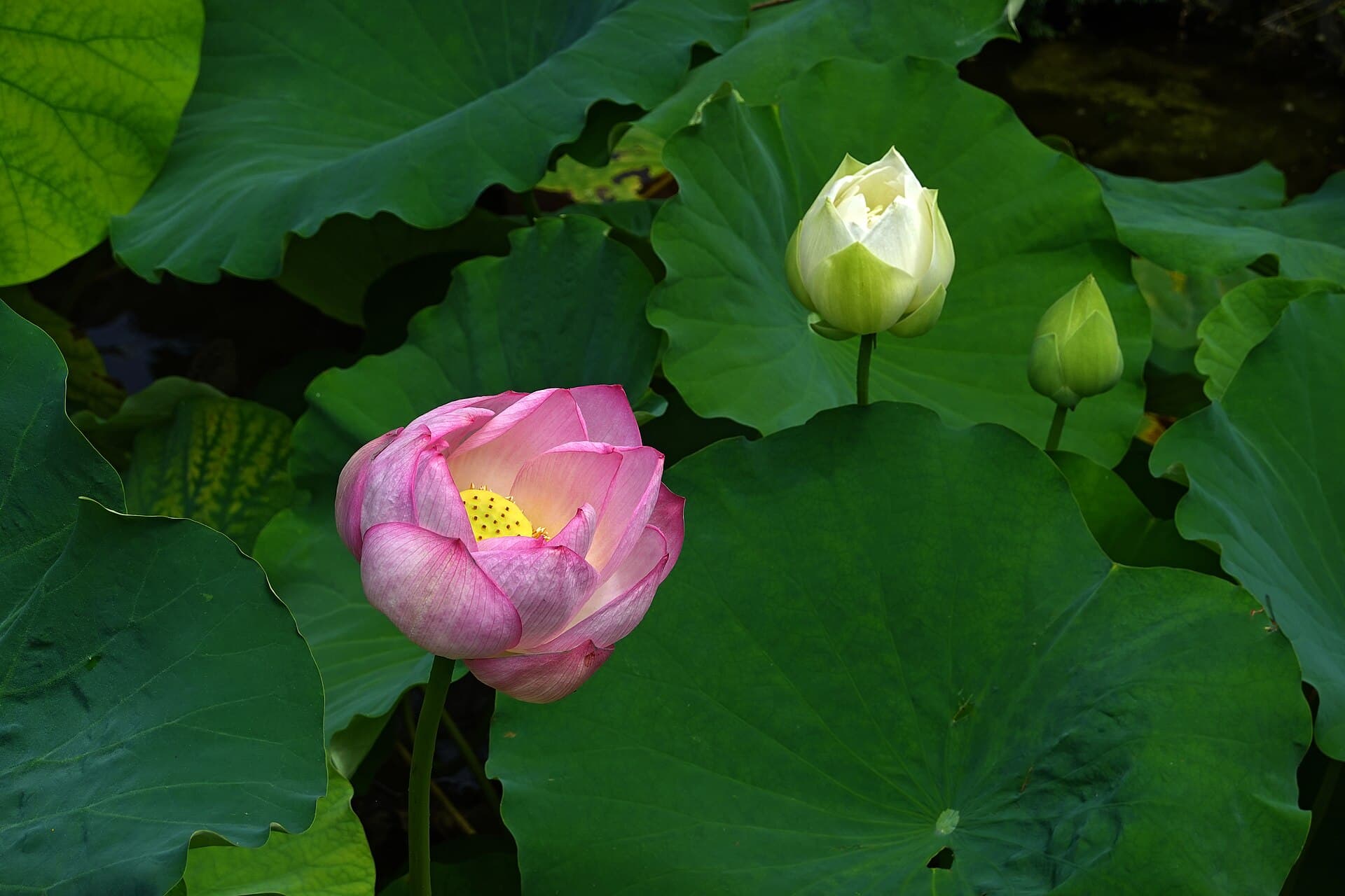 Lotus Seed (Nelumbo nucifera) plant
