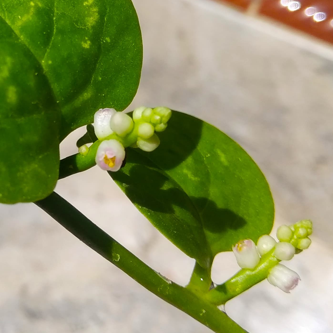 Malabar Spinach (Basella alba) plant