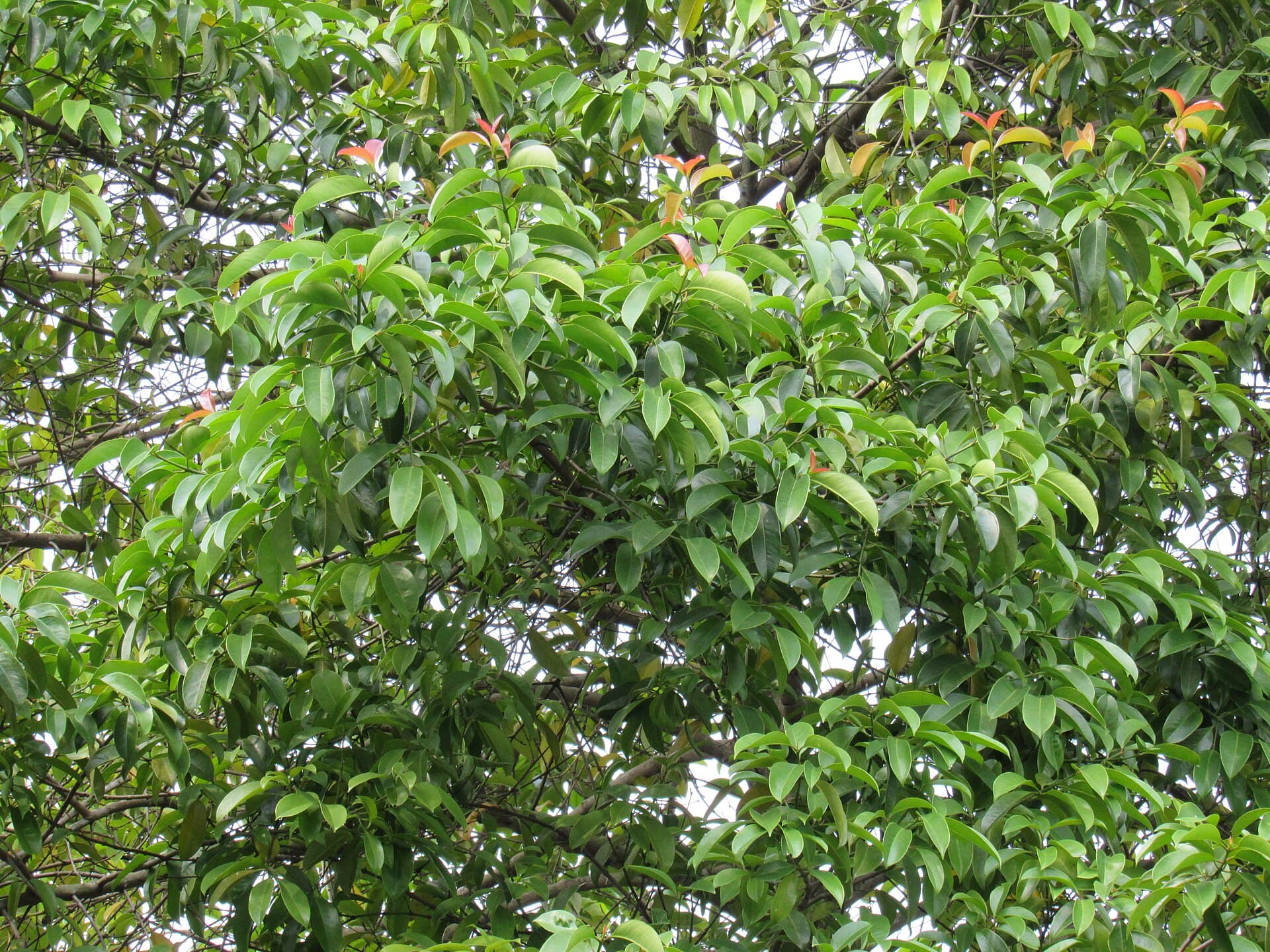 Mangosteen Peel (Garcinia mangostana) plant
