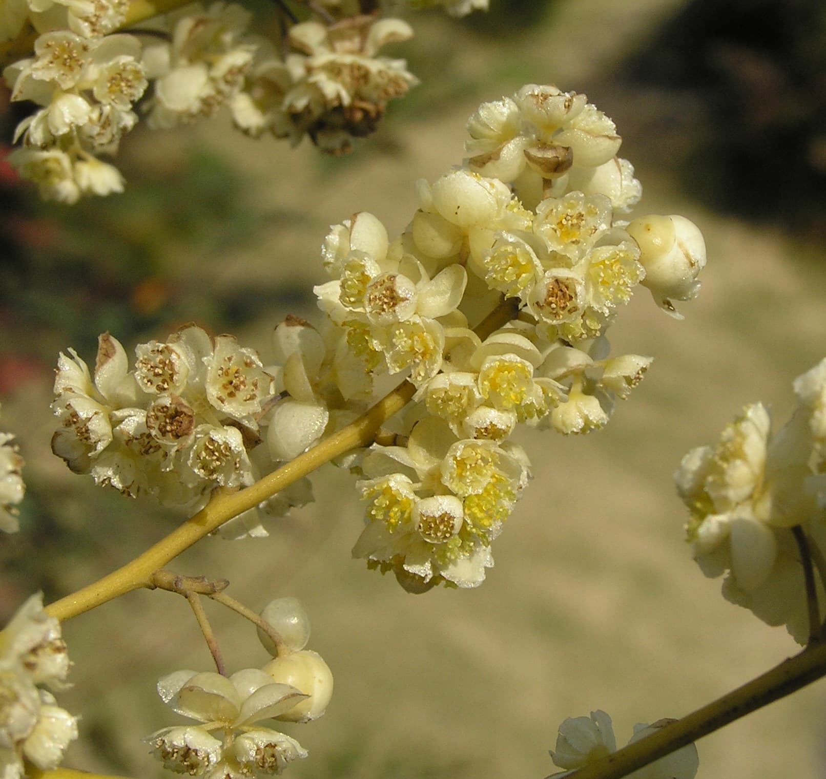 May Chang (Mountain Pepper) (Litsea cubeba) plant