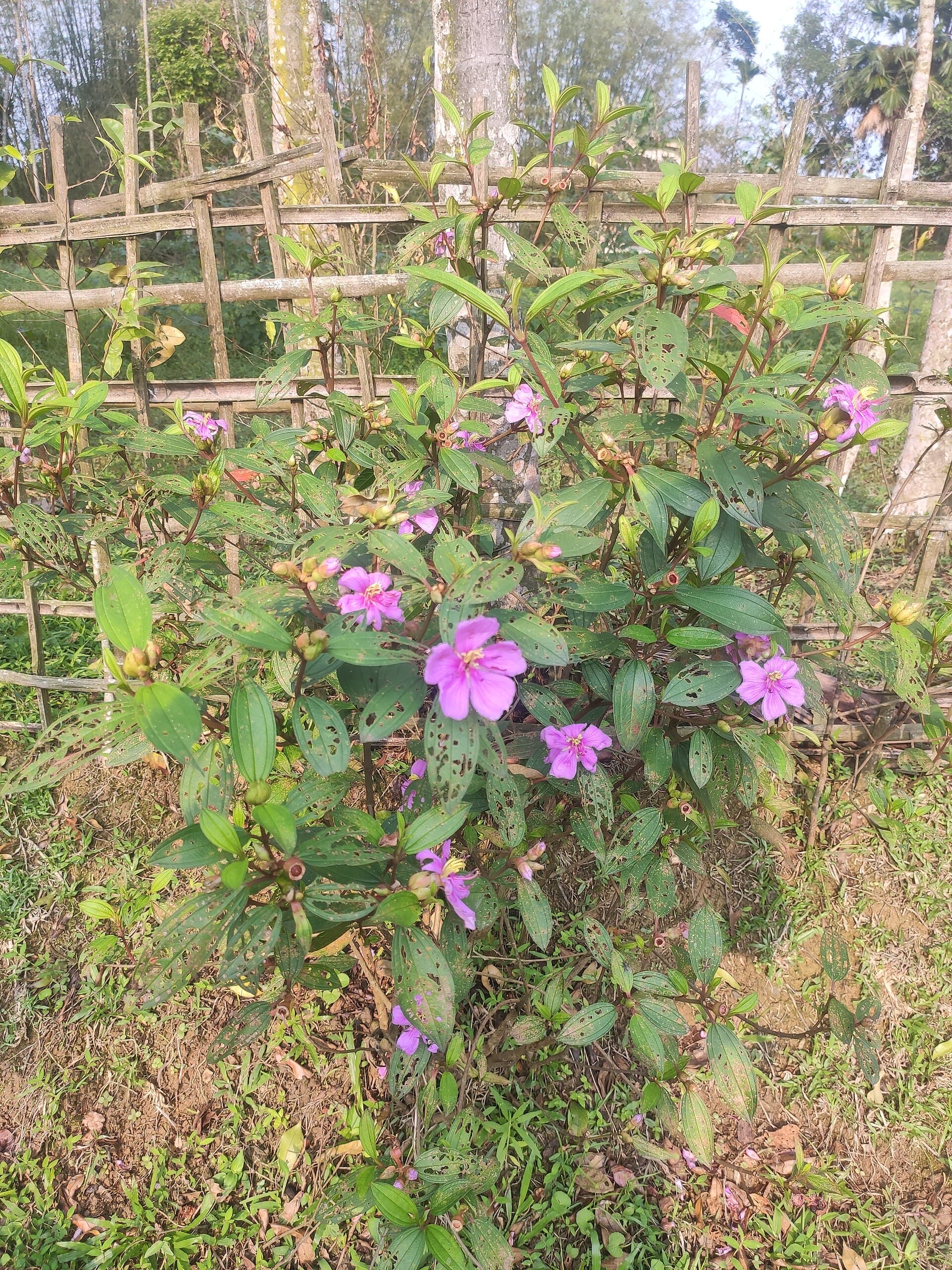 Melastoma (Melastoma malabathricum) plant