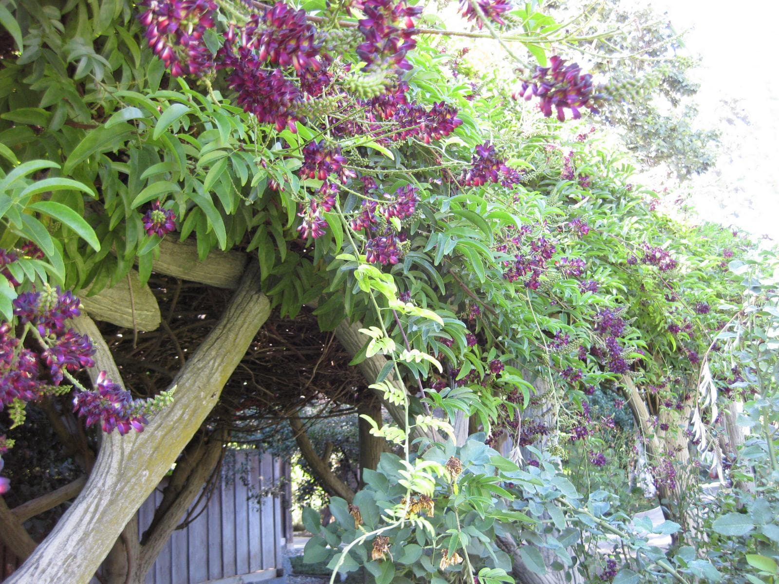 Millettia Vine (Millettia reticulata) plant