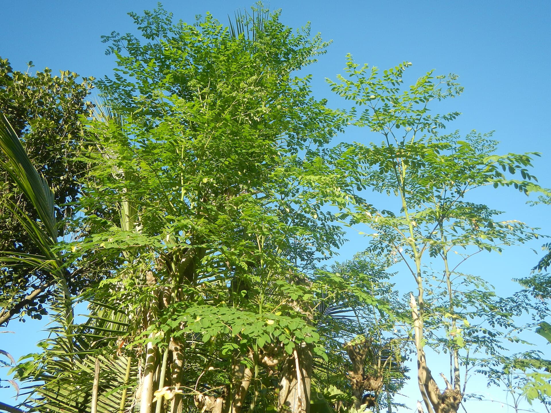 Moringa Seed Powder (Moringa oleifera) plant