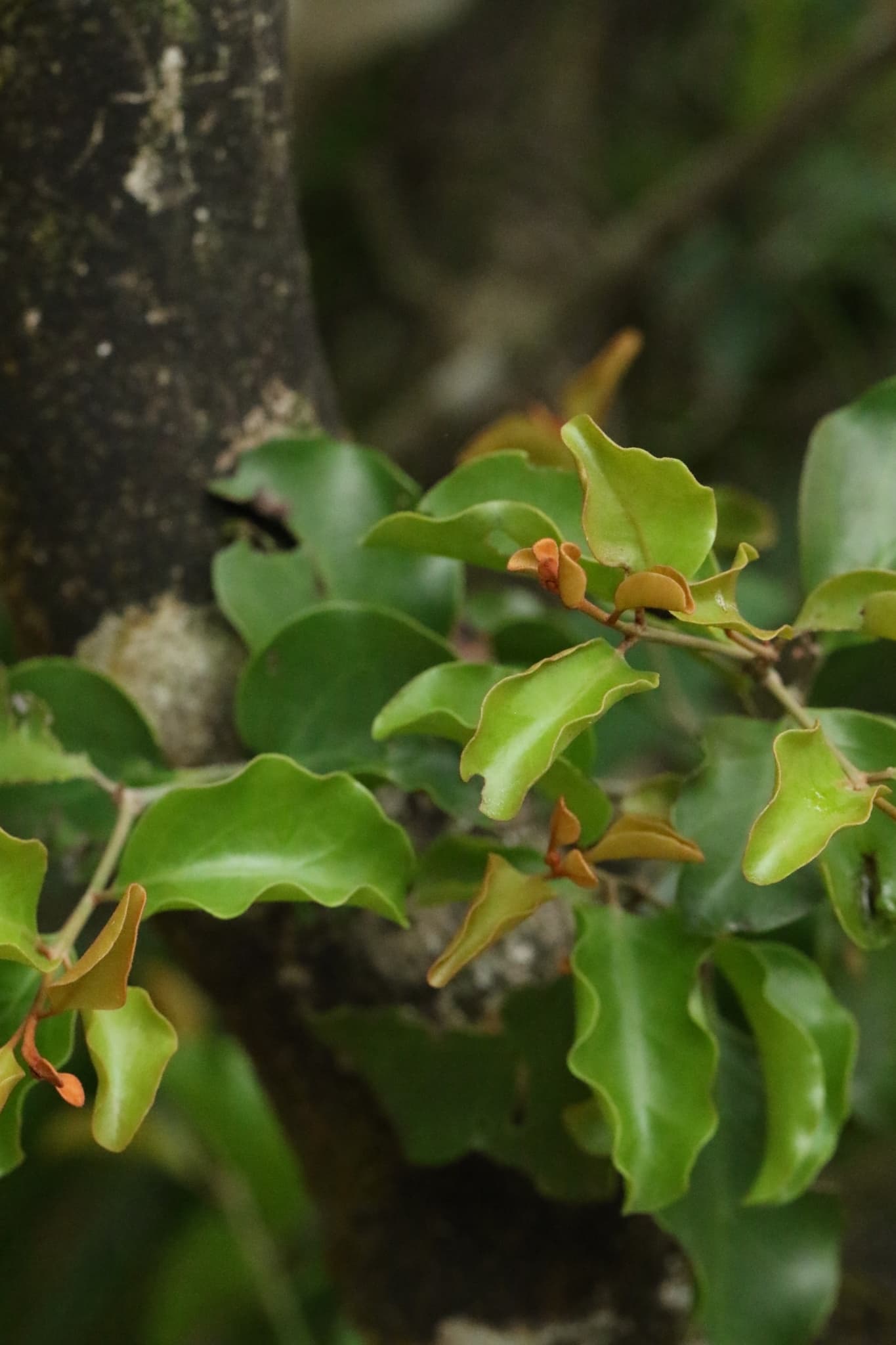 Mulberry Mistletoe (Taxillus chinensis) plant