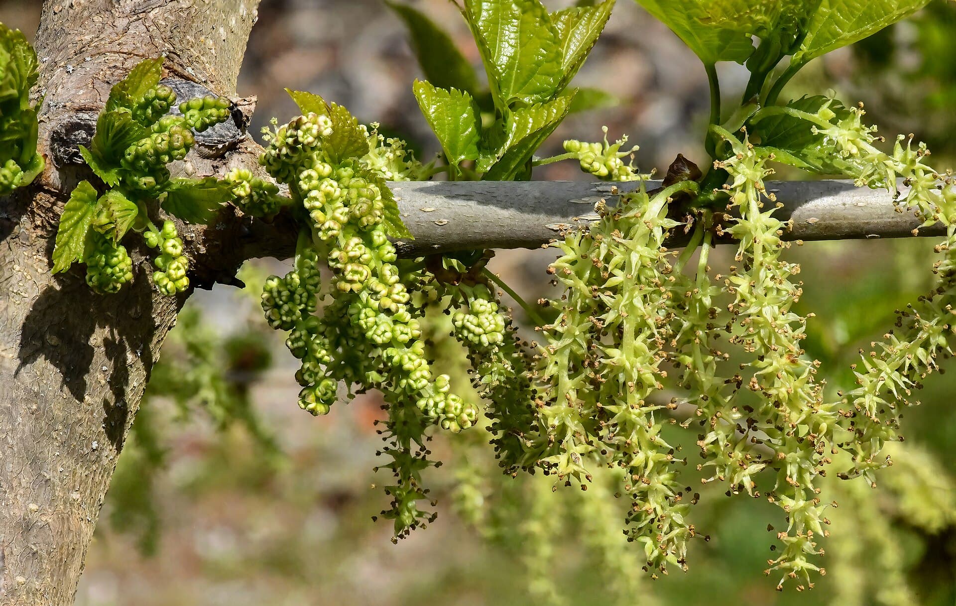 Mulberry Root Bark (Morus alba) plant