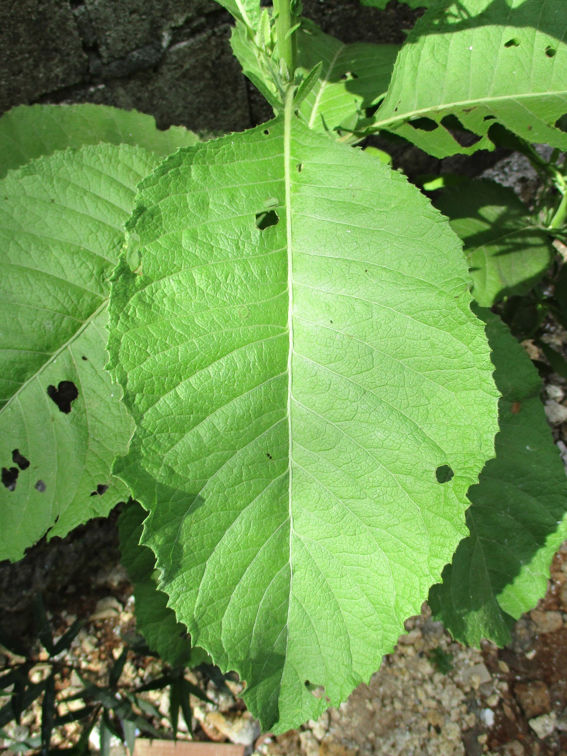 Ngai Camphor (Blumea balsamifera) plant