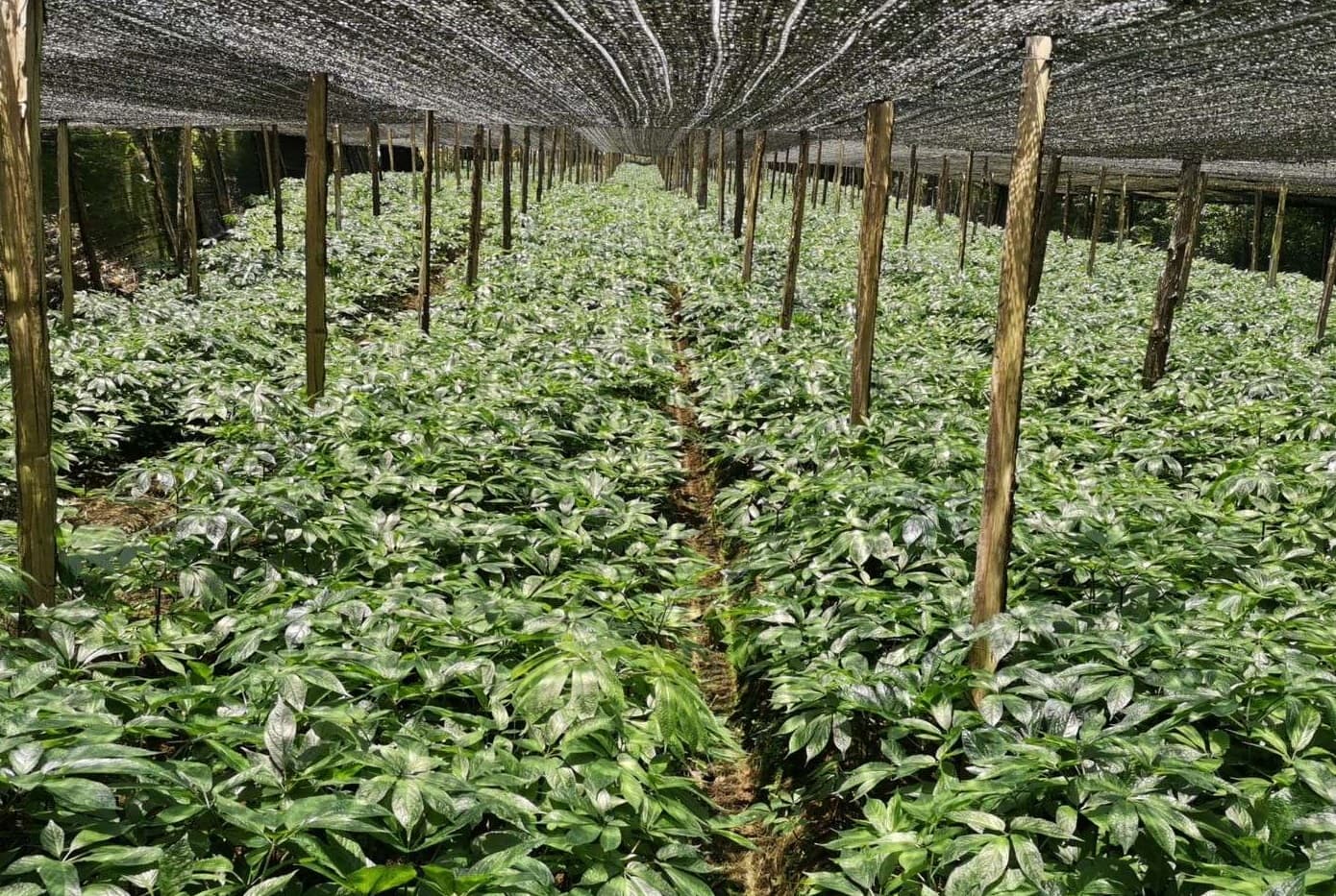 Notoginseng Bud (Panax notoginseng) plant