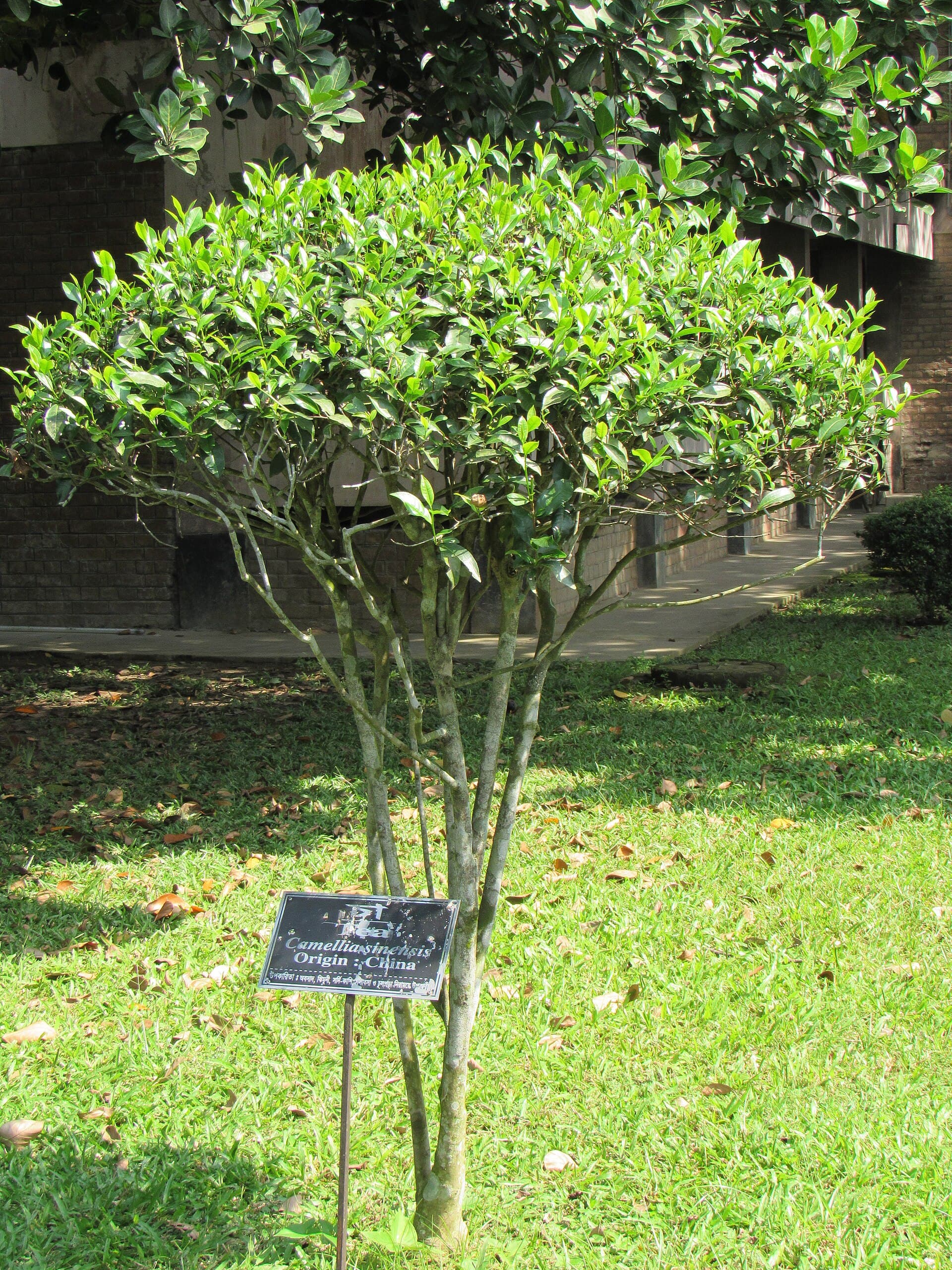 Oolong Tea (Camellia sinensis) plant