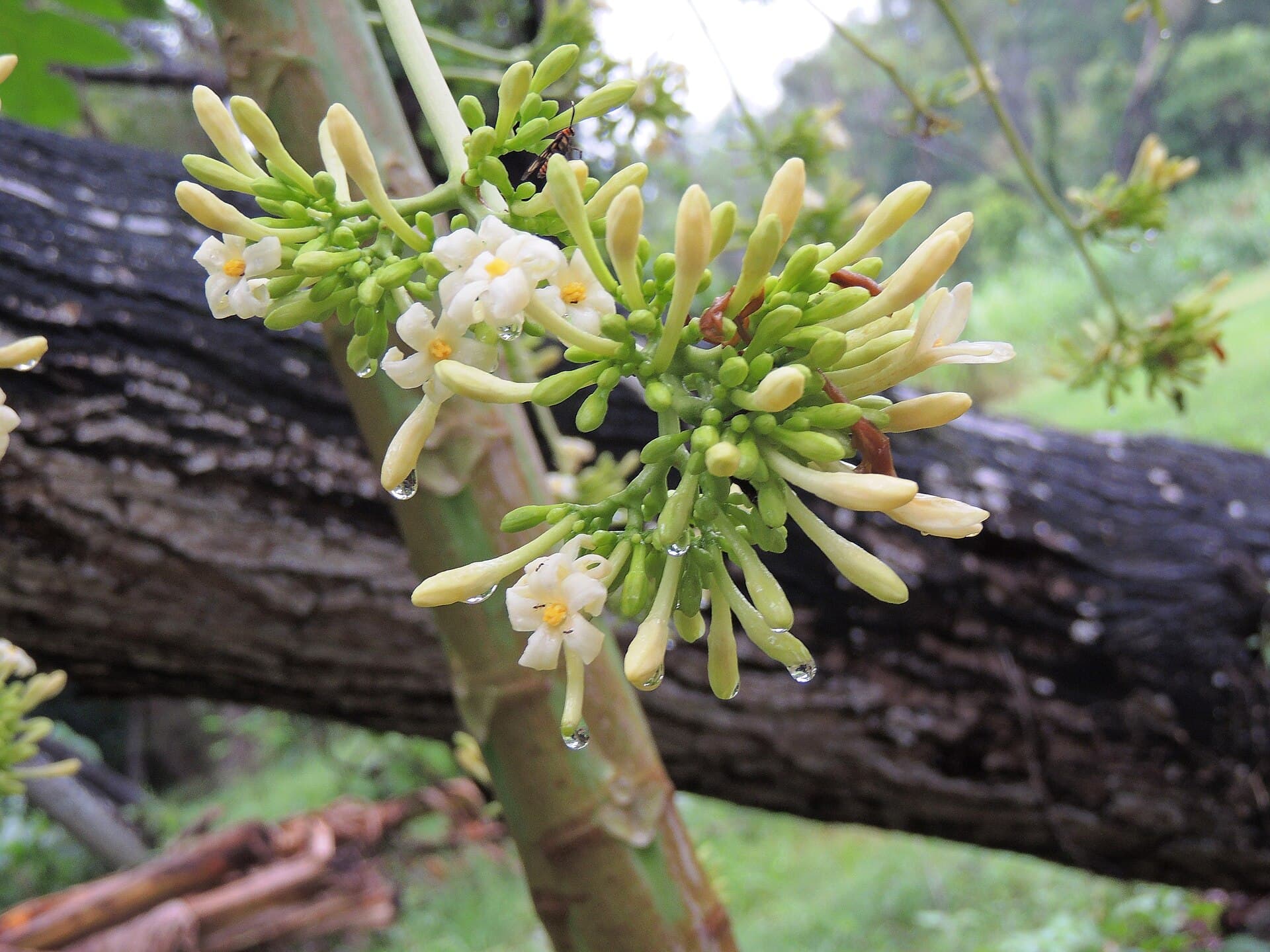 Papaya Leaf (Carica papaya) plant