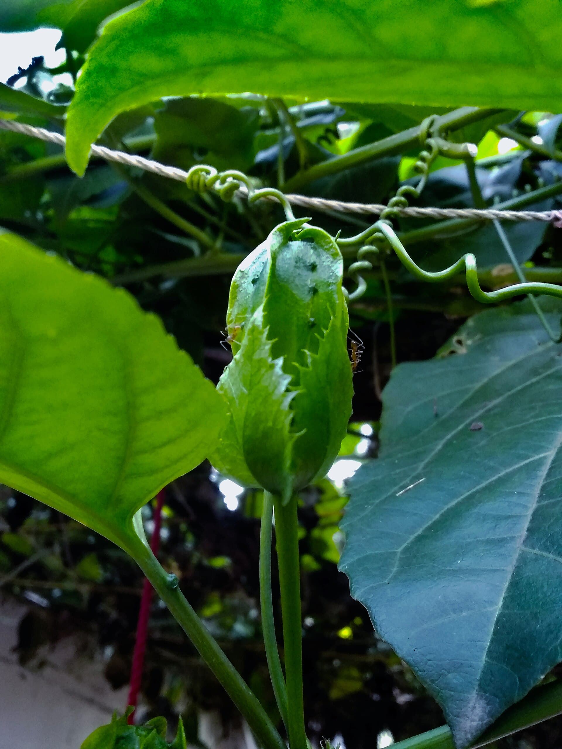 Passion Fruit Powder (Passiflora edulis) plant