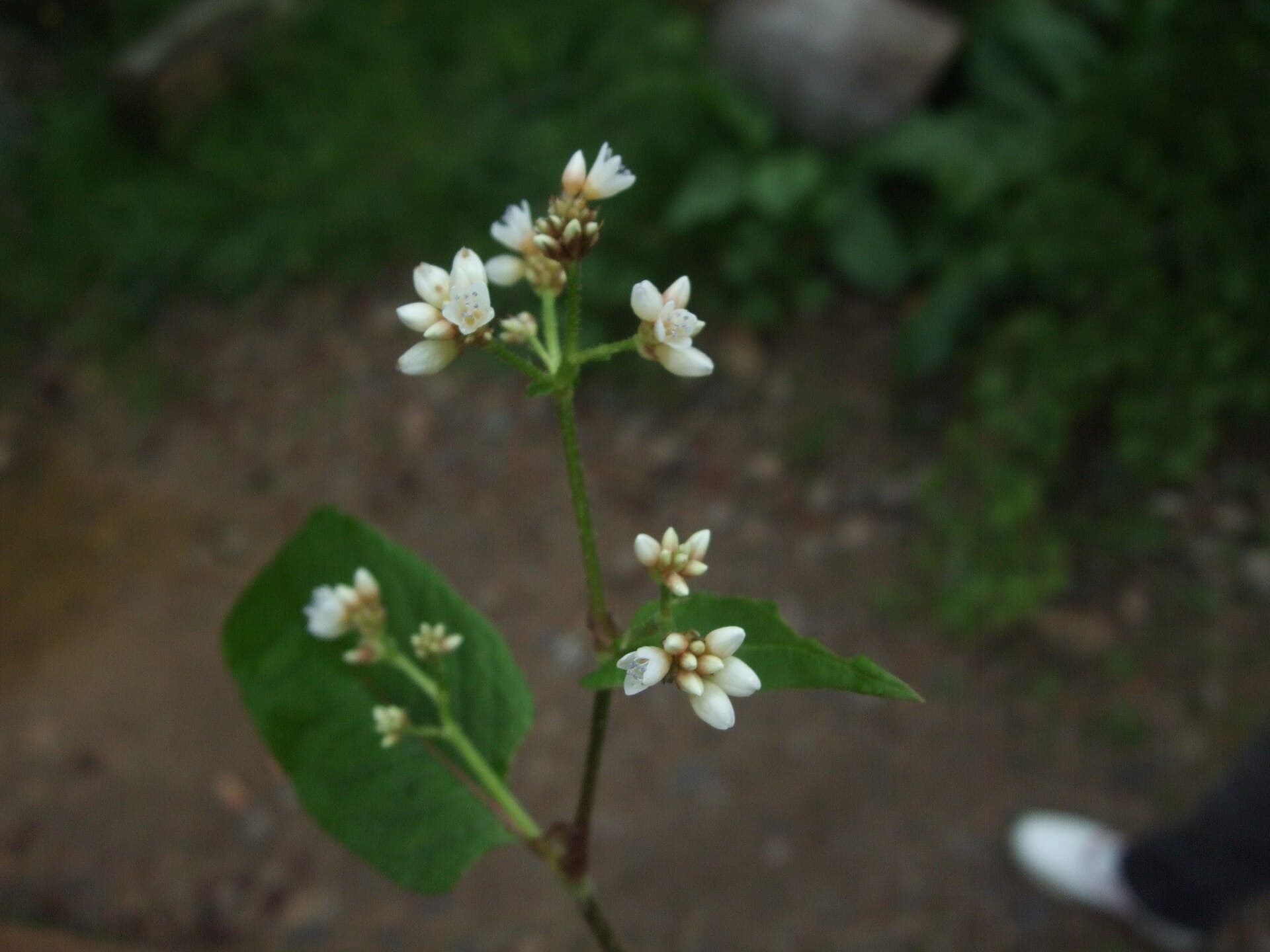 Persicaria (Persicaria chinensis) plant