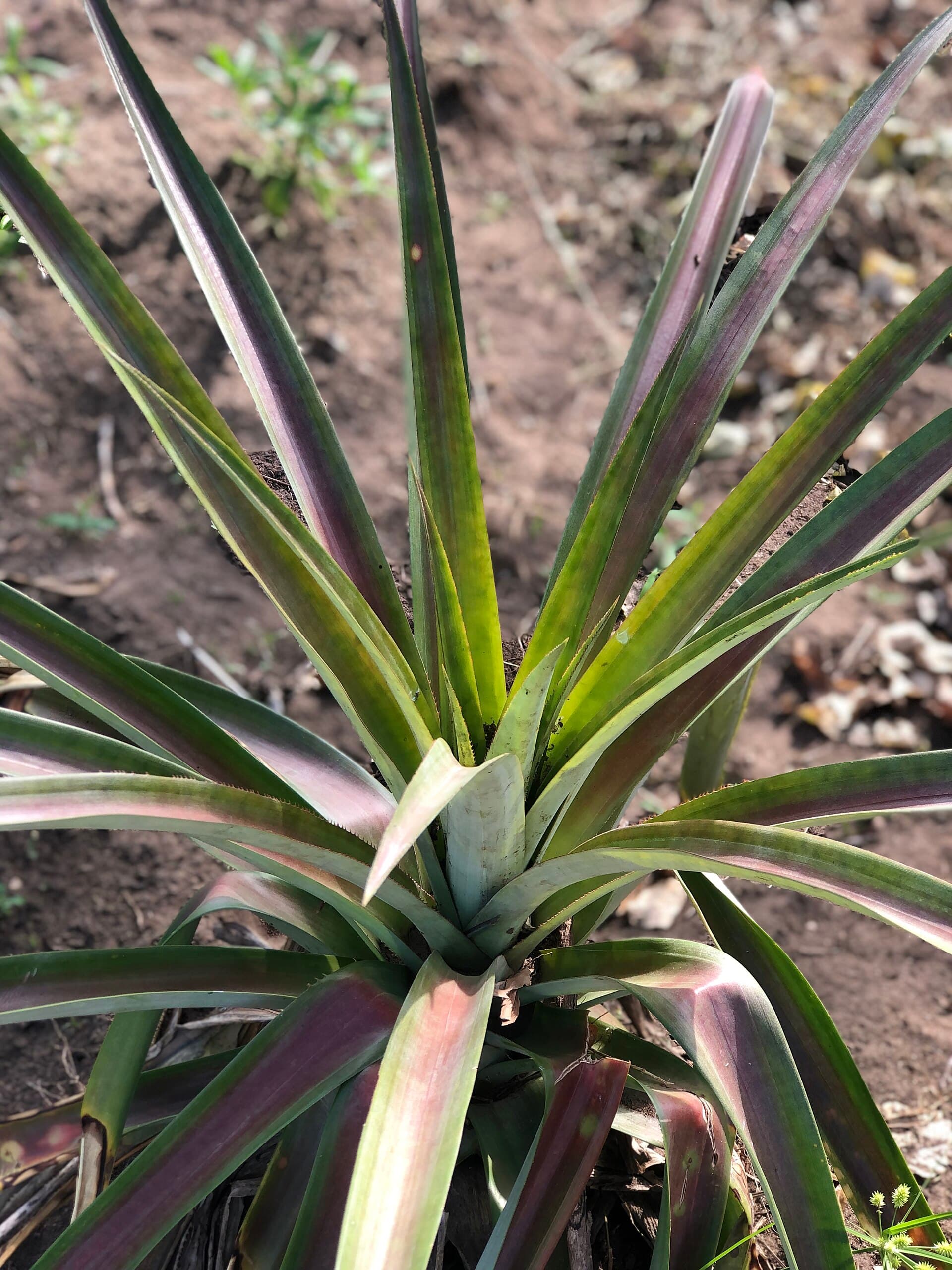 Pineapple Powder (Ananas comosus) plant