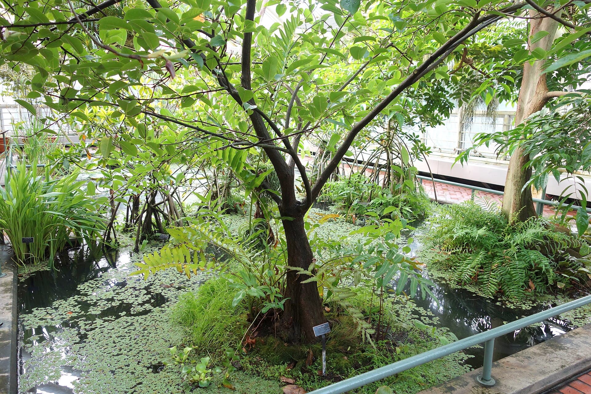 Pond Apple (Annona glabra) plant