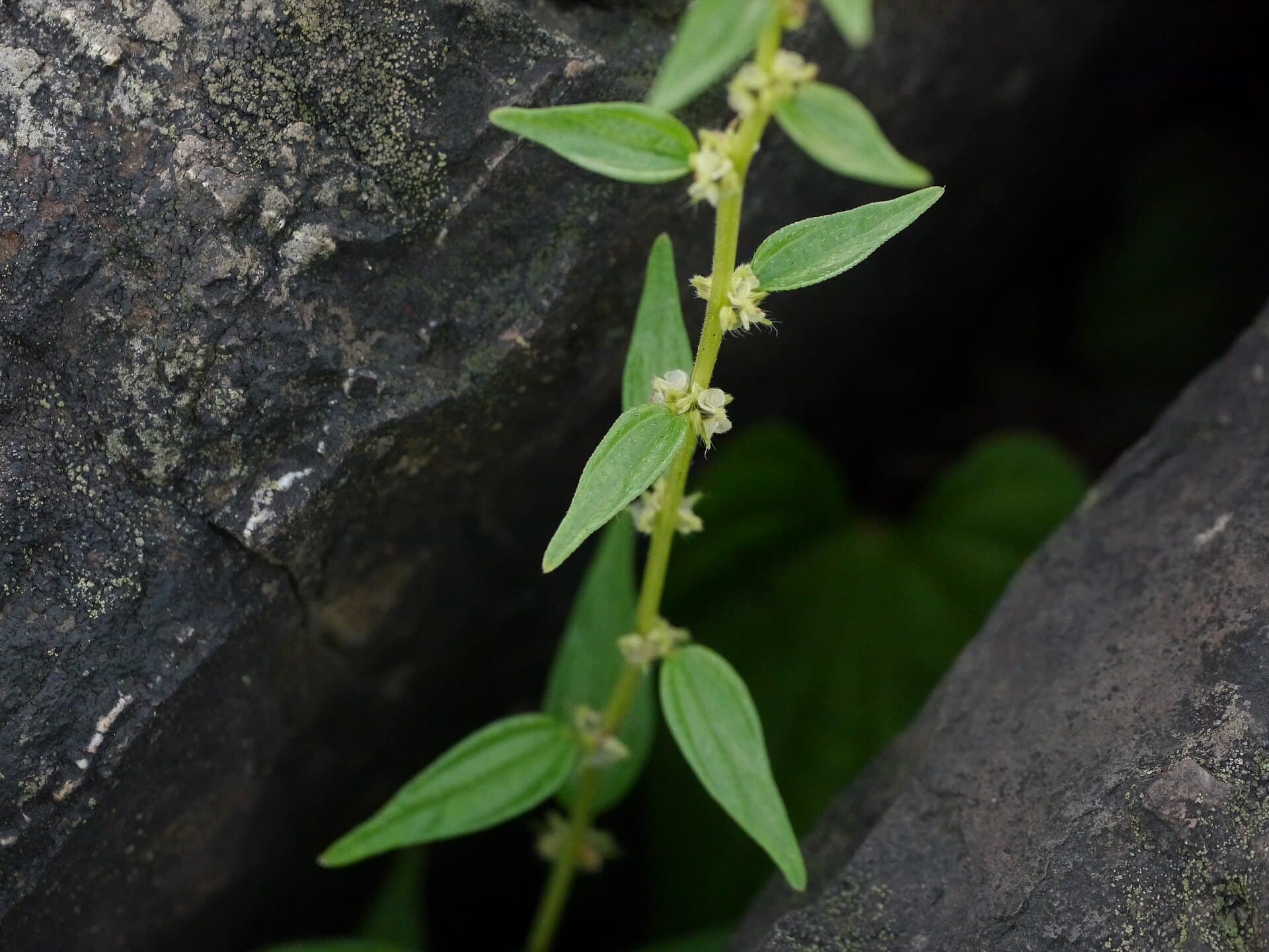 Pouzolzia (Pouzolzia zeylanica) plant