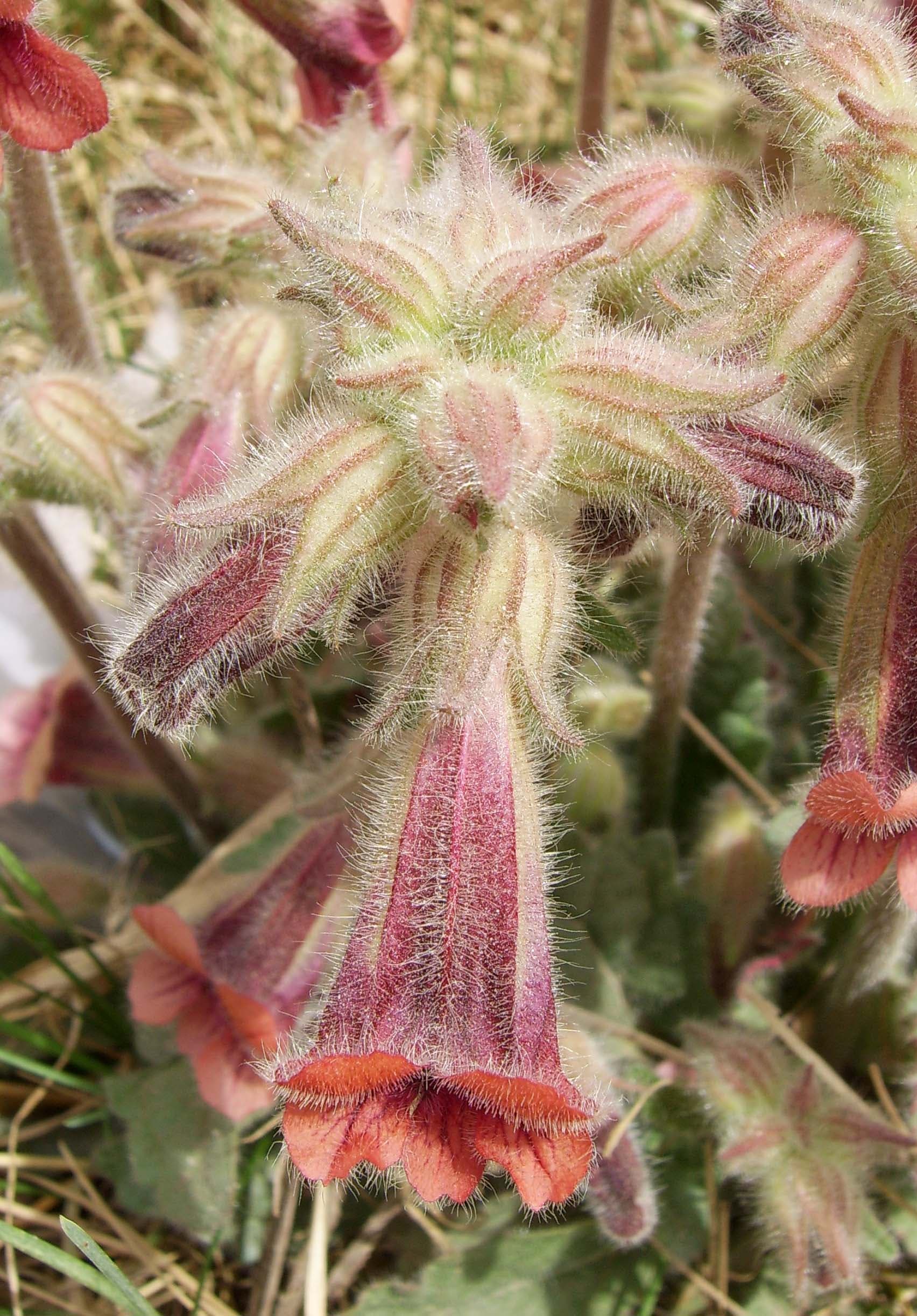 Prepared Rehmannia (Rehmannia glutinosa) plant
