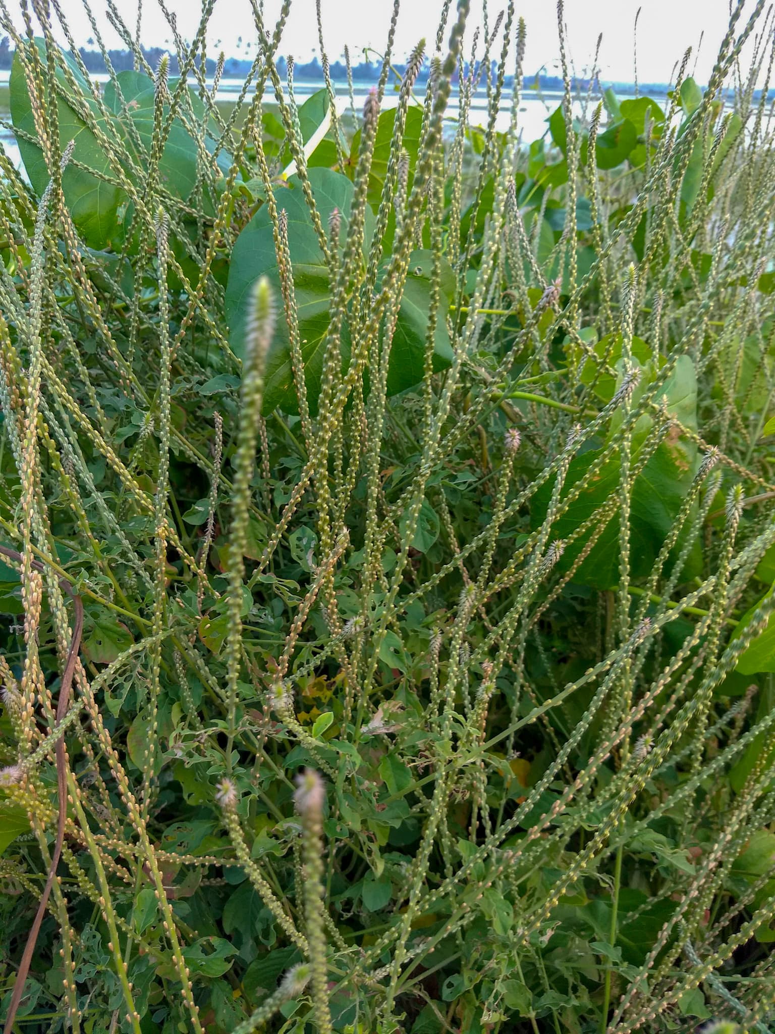 Prickly Chaff Flower (Achyranthes aspera) plant