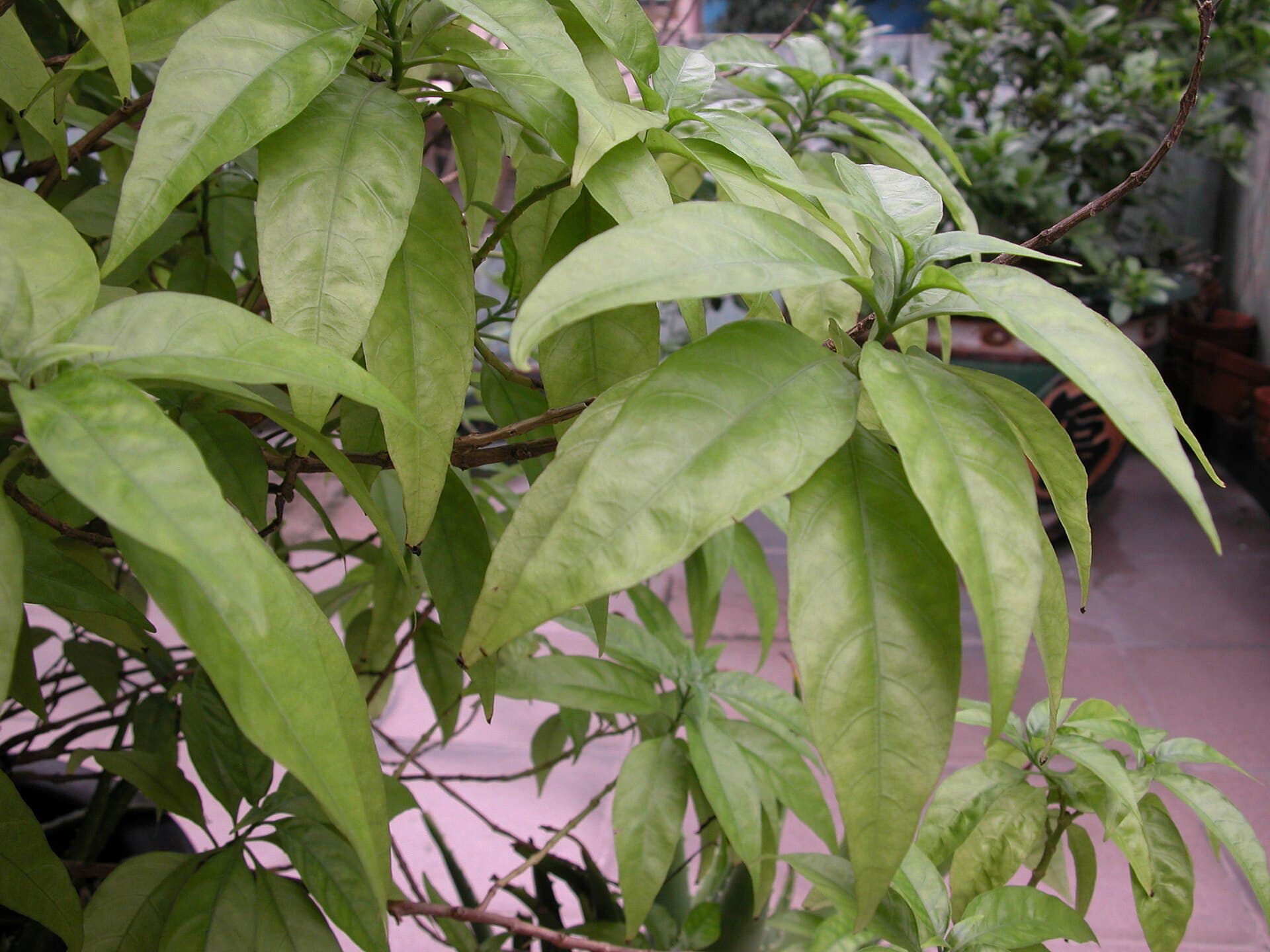 Pseuderanthemum (Pseuderanthemum palatiferum) plant