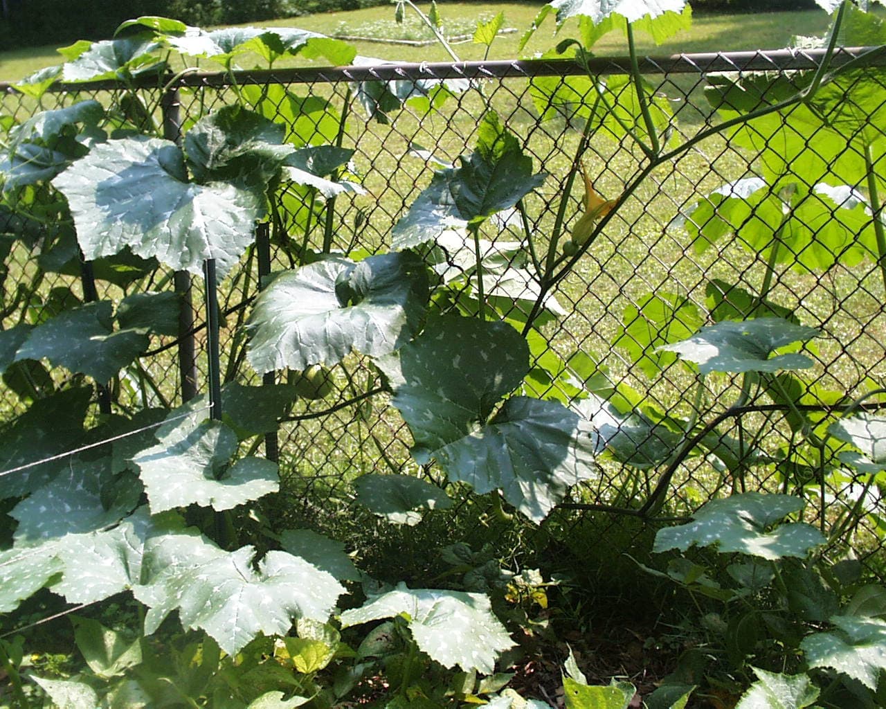 Pumpkin Powder (Cucurbita moschata) plant